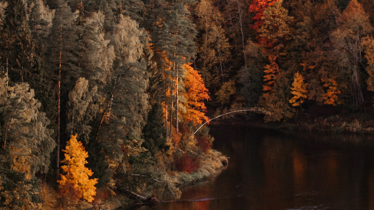 Обои дерево, отражение, природа, лист, осень в разрешении 1280x720
