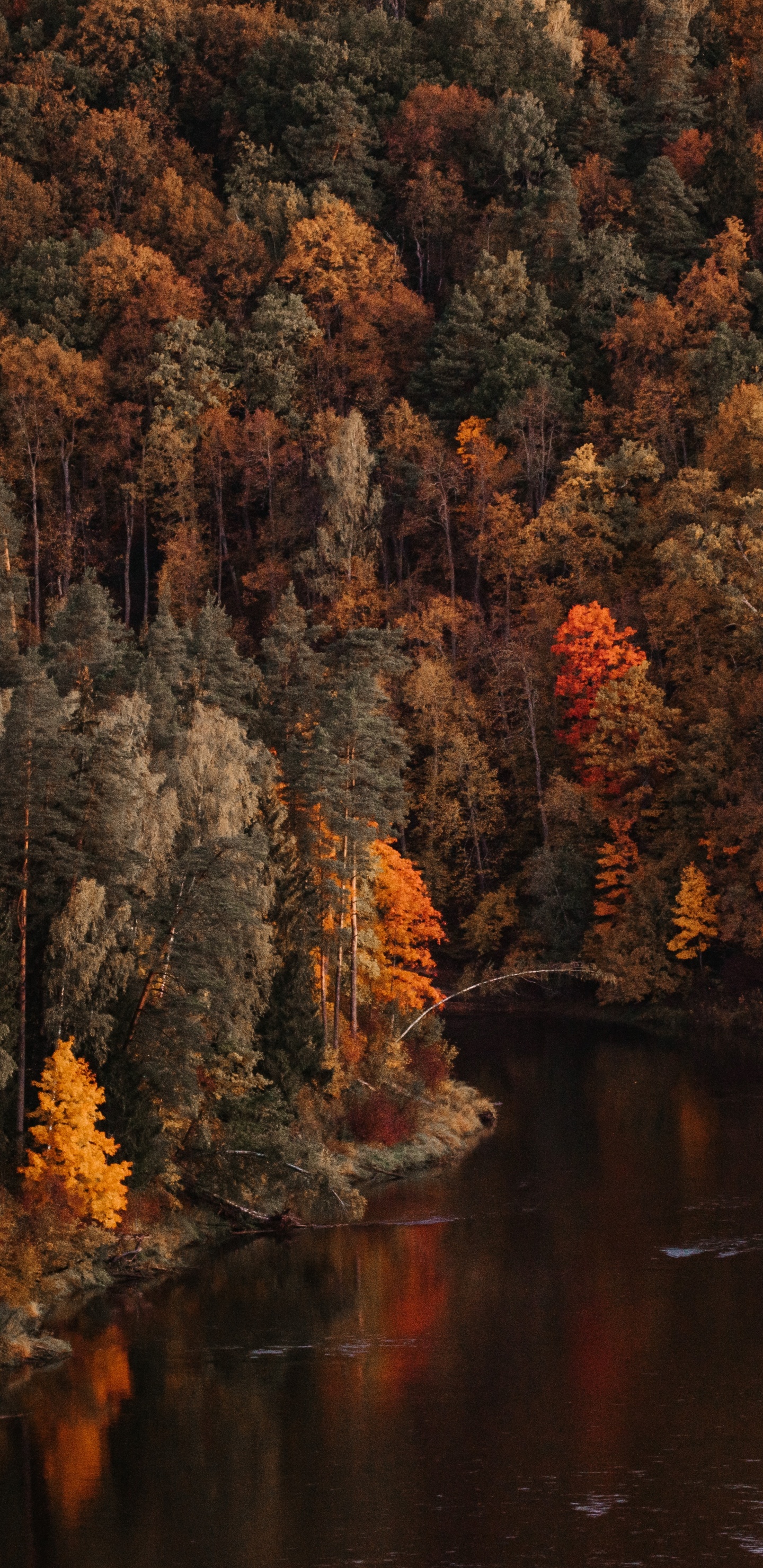 Обои дерево, отражение, природа, лист, осень в разрешении 1440x2960