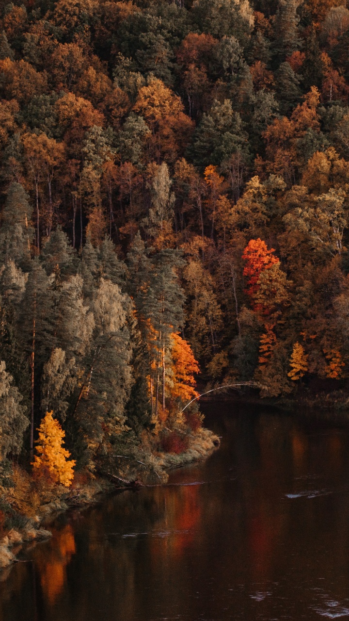 Обои дерево, отражение, природа, лист, осень в разрешении 720x1280