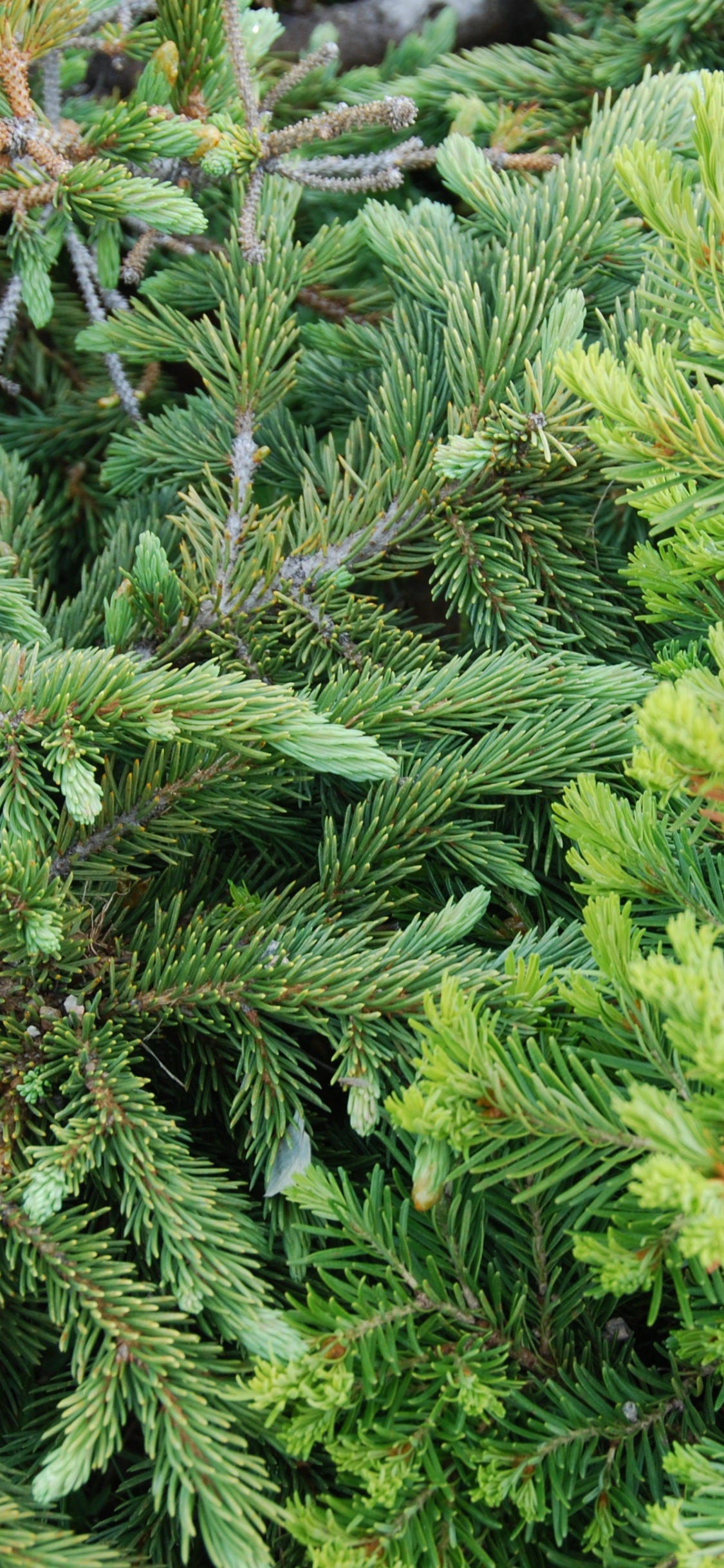 Обои растительность, Хвойные, ель, сосна, пихта в разрешении 1125x2436