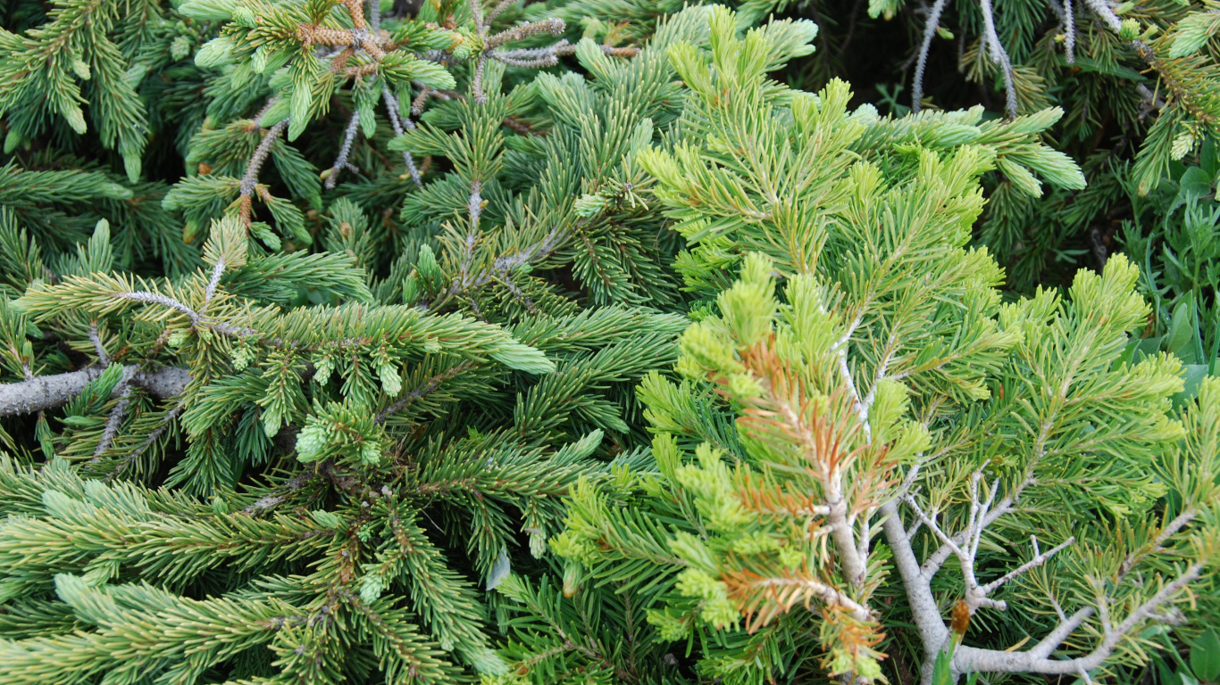 Обои растительность, Хвойные, ель, сосна, пихта в разрешении 1366x768
