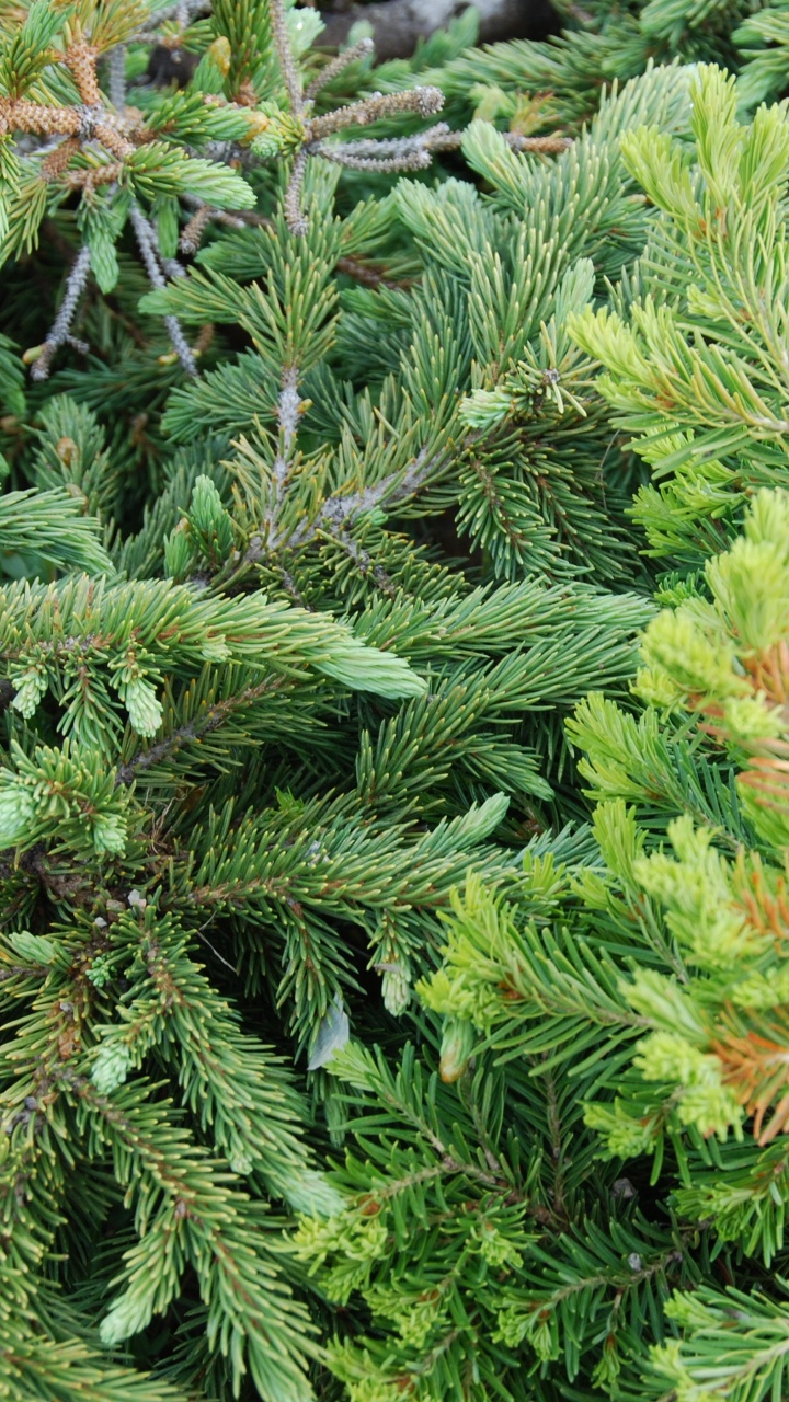 Обои растительность, Хвойные, ель, сосна, пихта в разрешении 720x1280