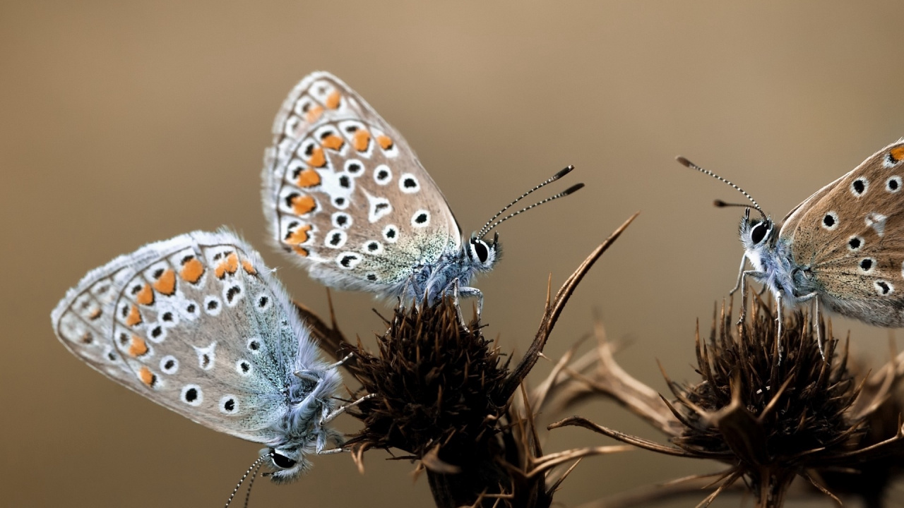 Обои насекомое, мотыльки и бабочки, бабочка, lycaenid, беспозвоночных в разрешении 1280x720