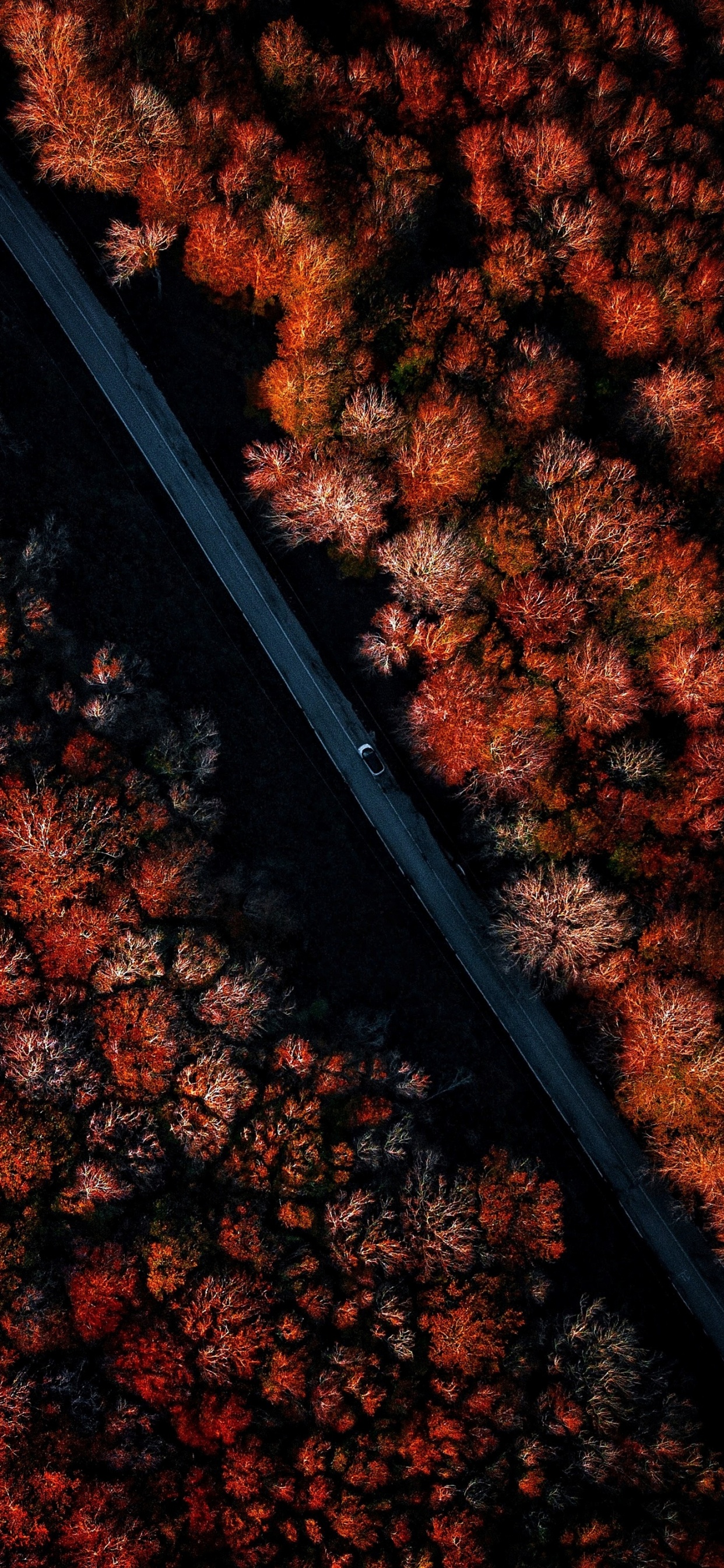 Обои древесина, гончая чёрная берри, быстрый розыгрыш mcgraw, дизер, Медведь Йоги в разрешении 1242x2688