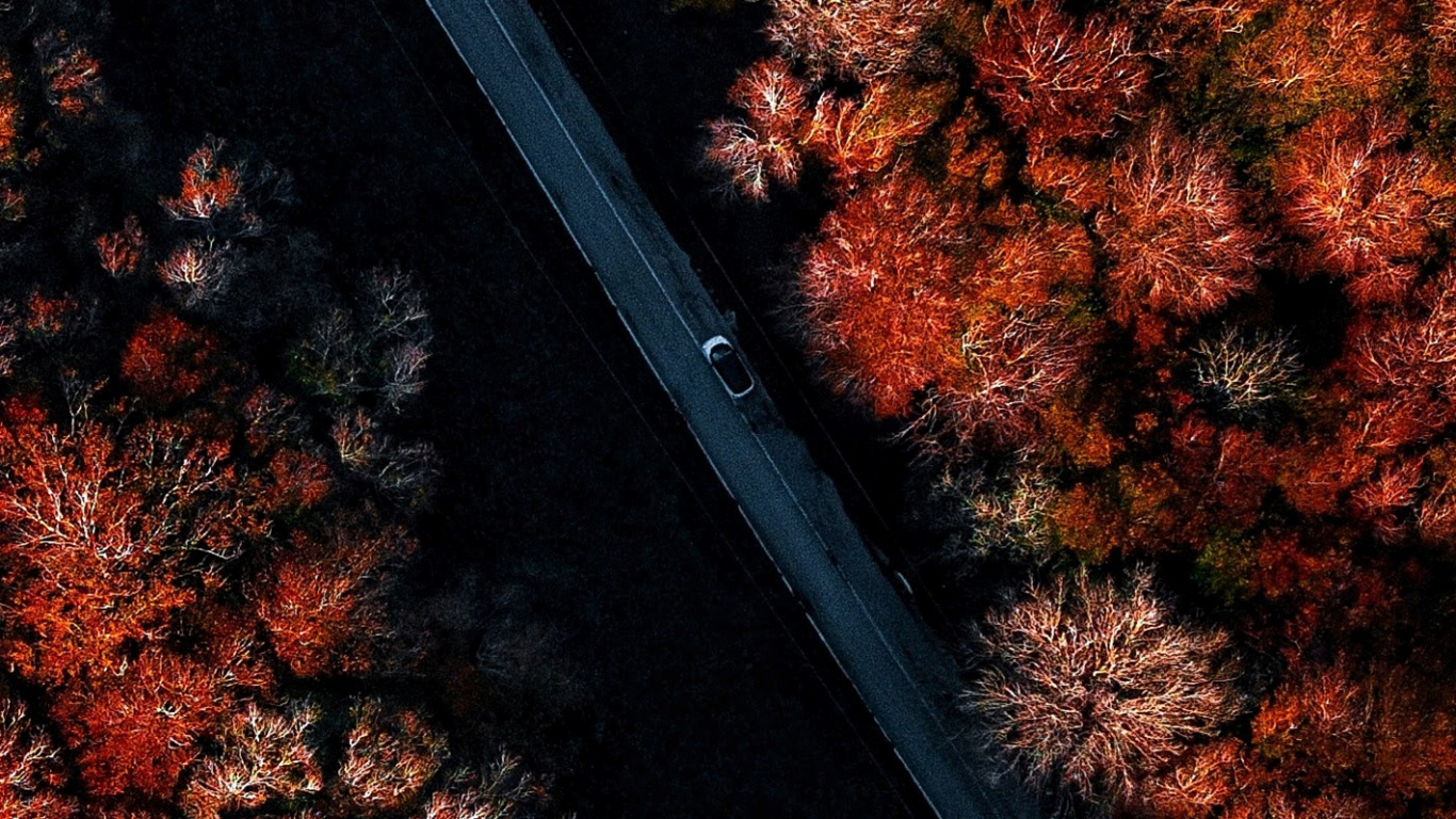 Обои древесина, гончая чёрная берри, быстрый розыгрыш mcgraw, дизер, Медведь Йоги в разрешении 1366x768