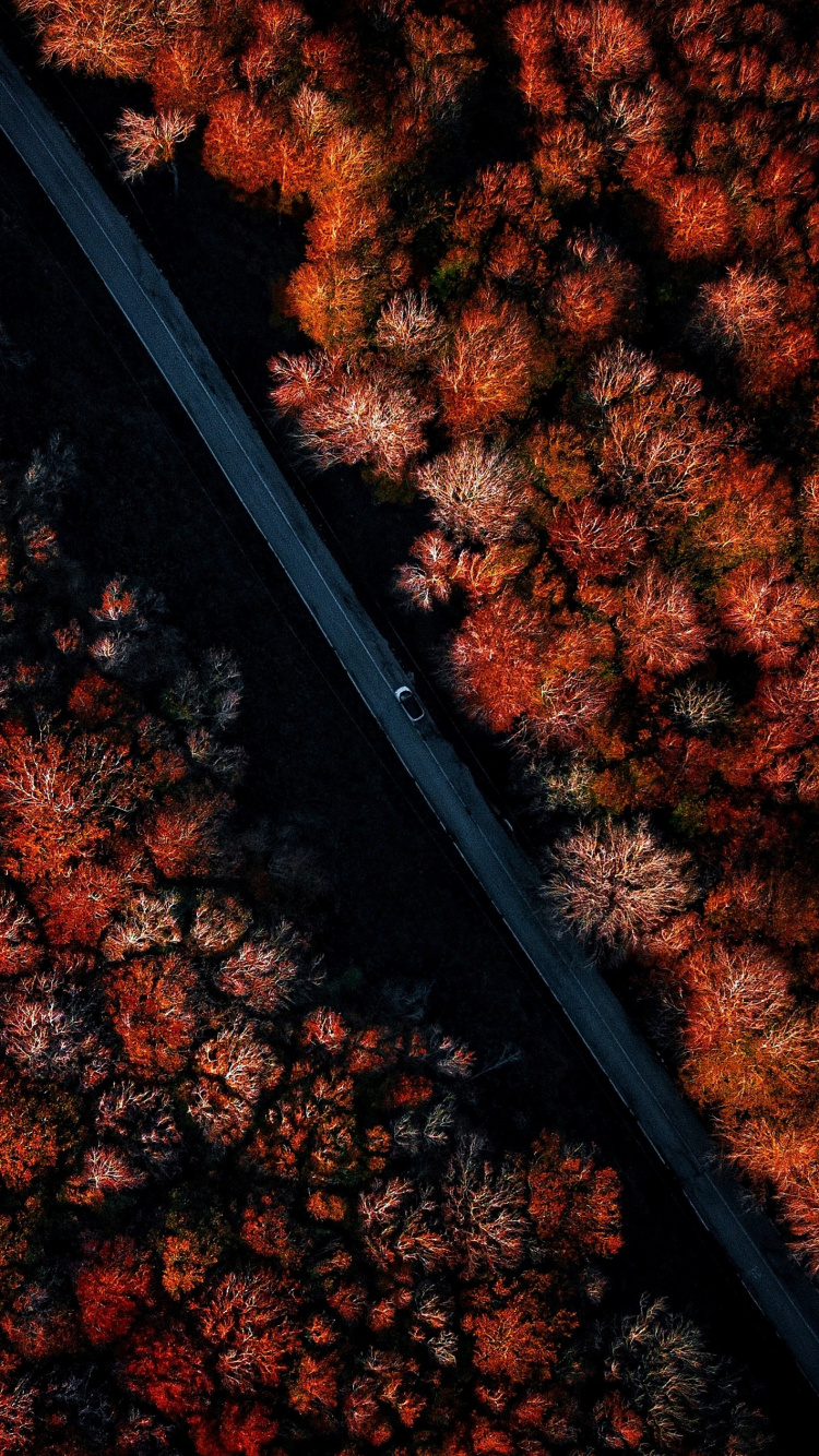 Обои древесина, гончая чёрная берри, быстрый розыгрыш mcgraw, дизер, Медведь Йоги в разрешении 750x1334