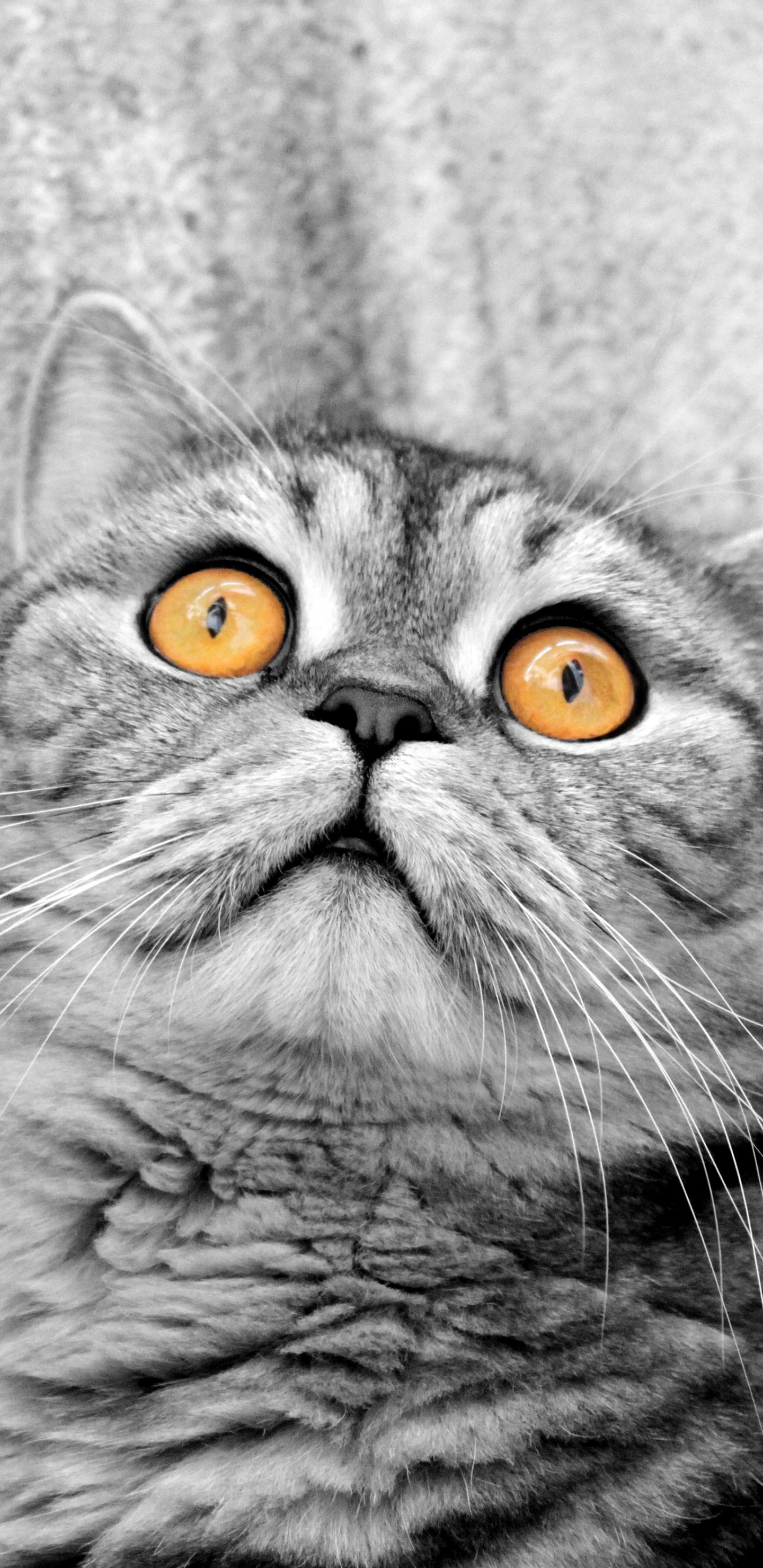 Обои кот, бакенбарды, морда, глаз, усы в разрешении 1440x2960