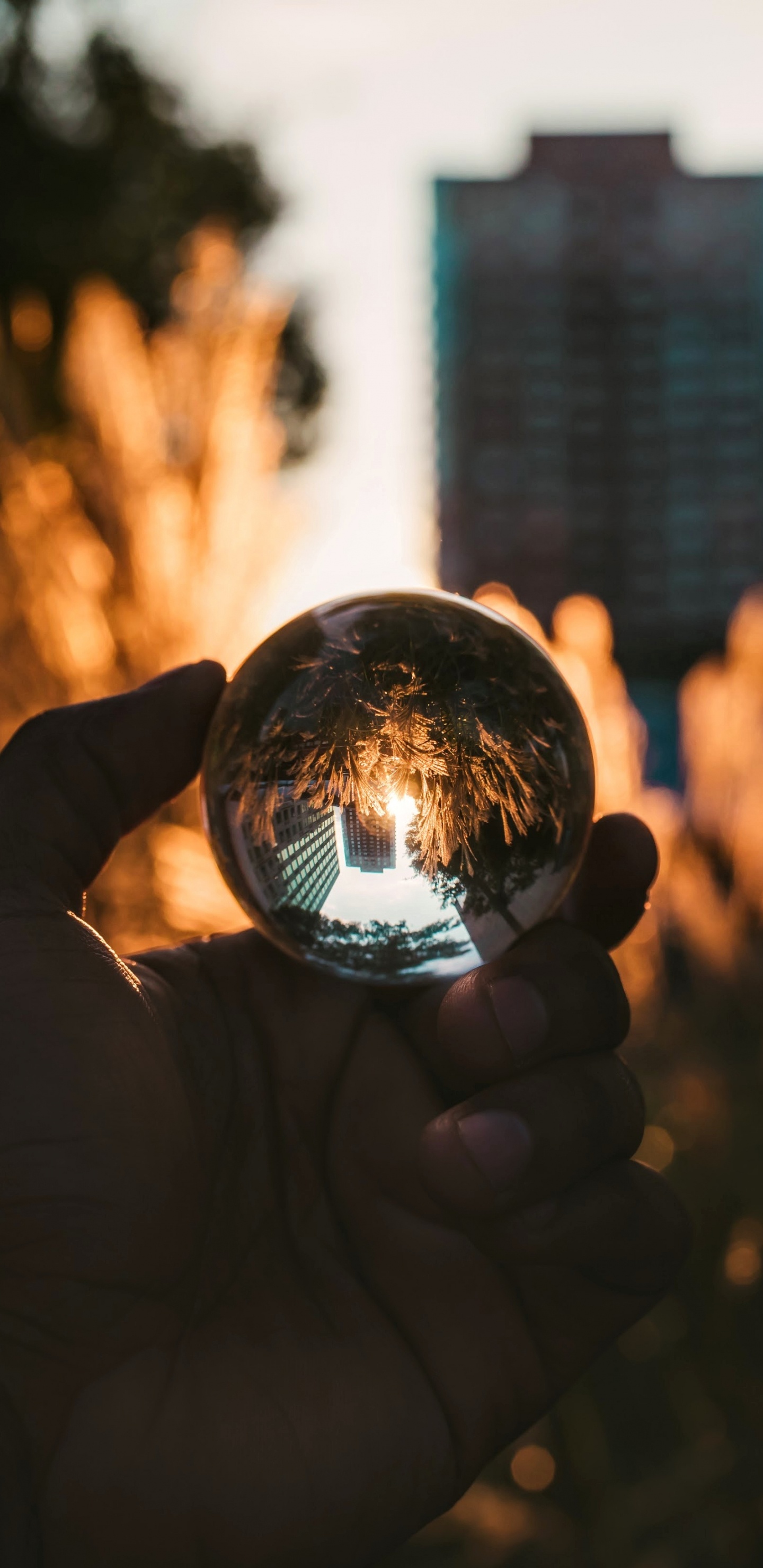 Обои свет, глаз, дерево, город, отражение в разрешении 1440x2960