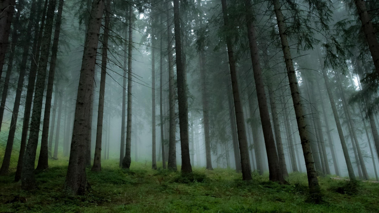 Обои сосна, дерево, лес, лесистая местность, природа в разрешении 1280x720