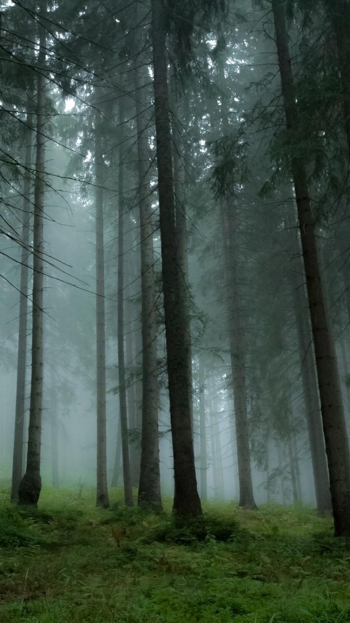 Обои сосна, дерево, лес, лесистая местность, природа в разрешении 720x1280