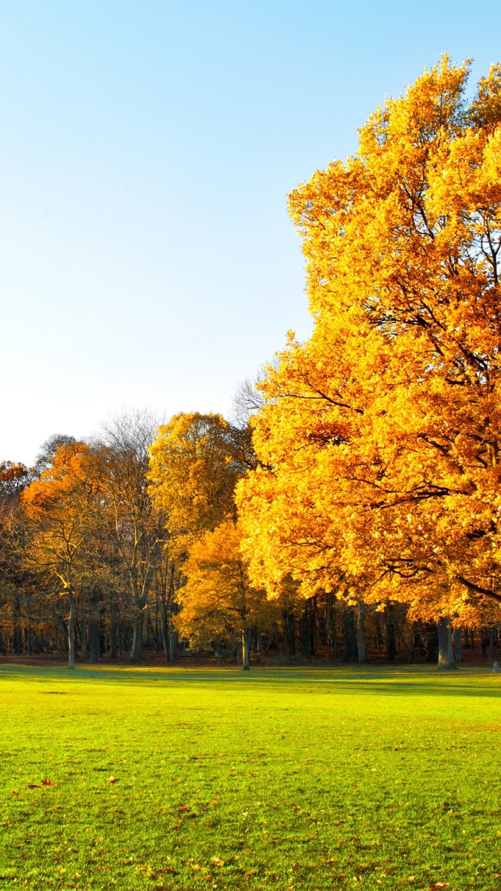 Обои дерево, природа, лист, осень, желтый в разрешении 720x1280