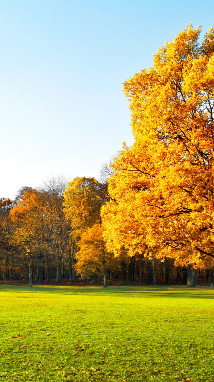 Обои дерево, природа, лист, осень, желтый в разрешении 750x1334