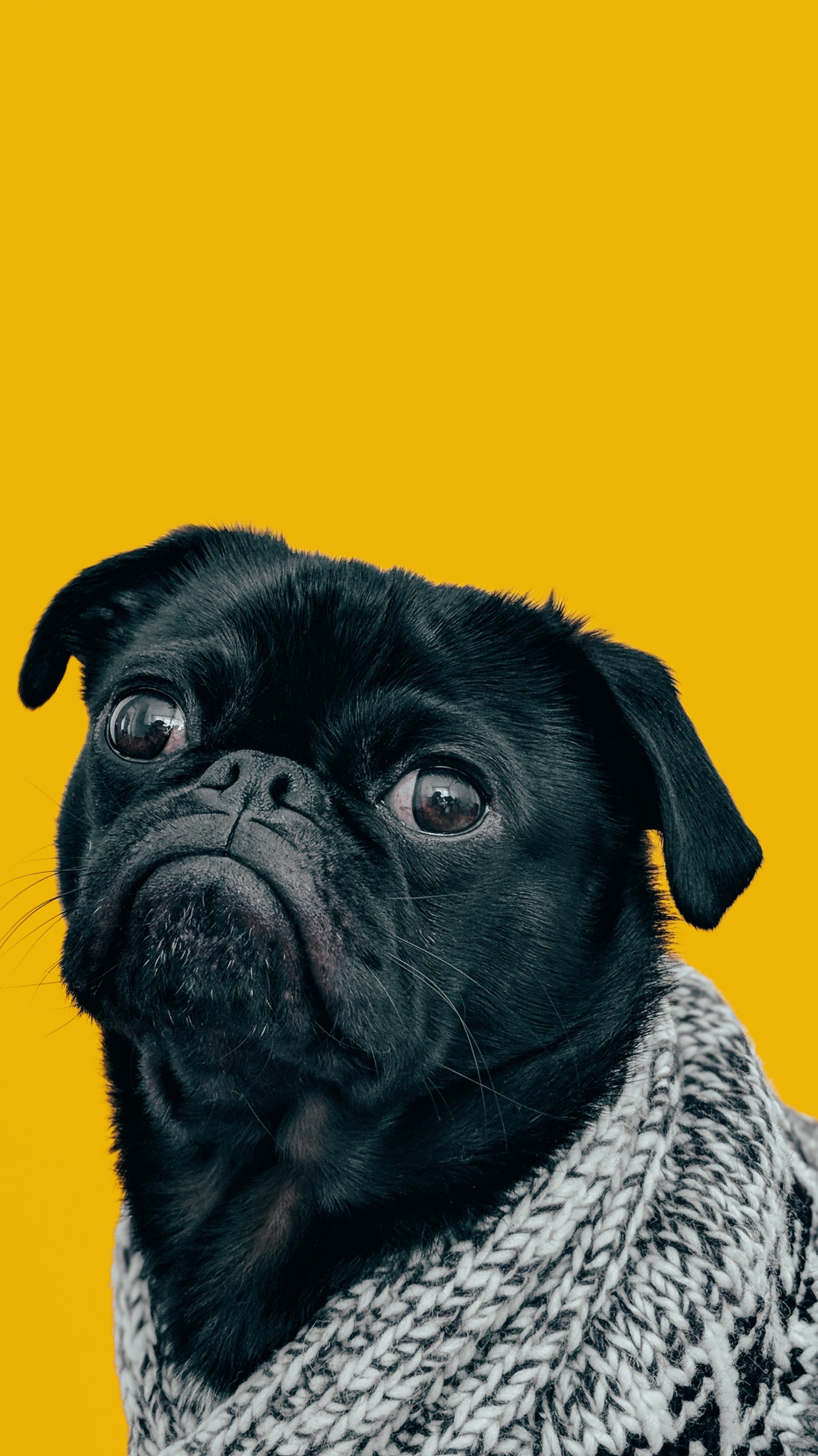 Обои пес, датский дог, собака мопс, мопс, Бульдог в разрешении 1440x2560