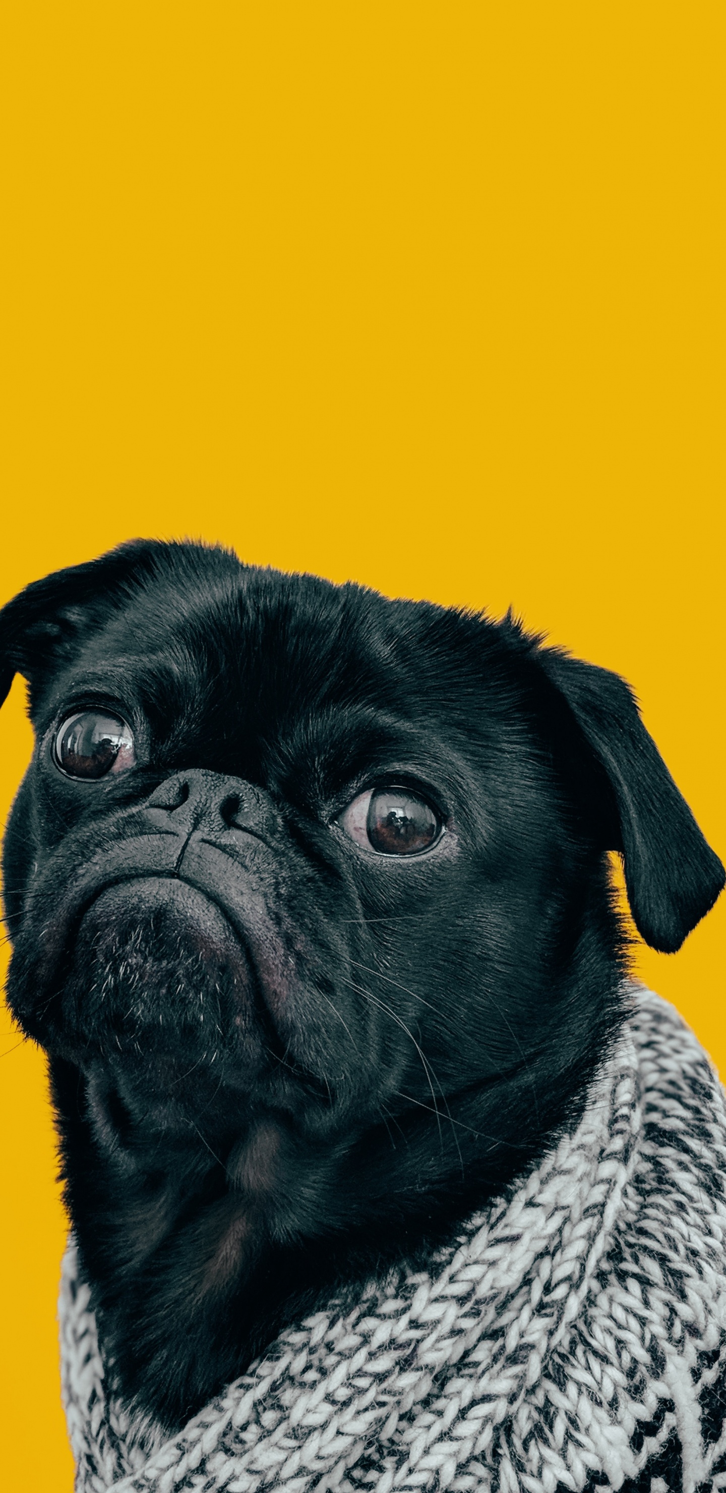 Обои пес, датский дог, собака мопс, мопс, Бульдог в разрешении 1440x2960