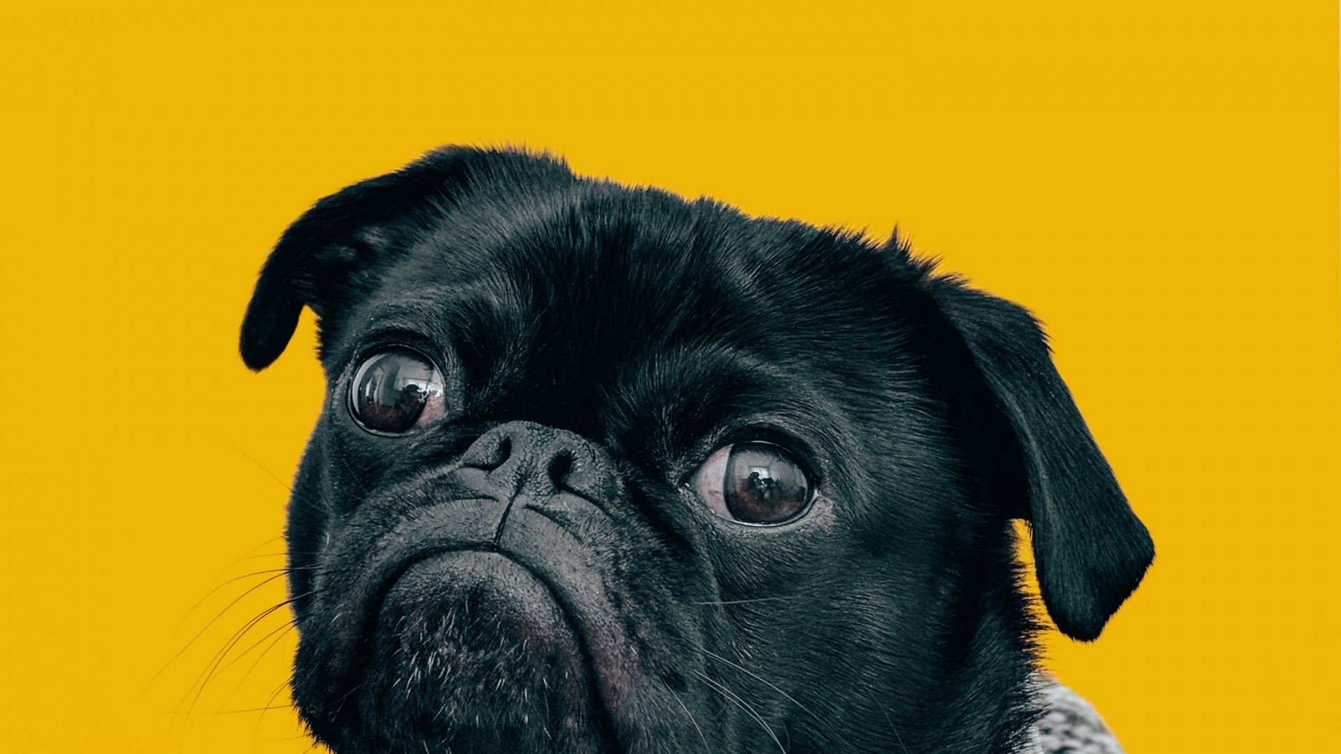 Обои пес, датский дог, собака мопс, мопс, Бульдог в разрешении 1920x1080