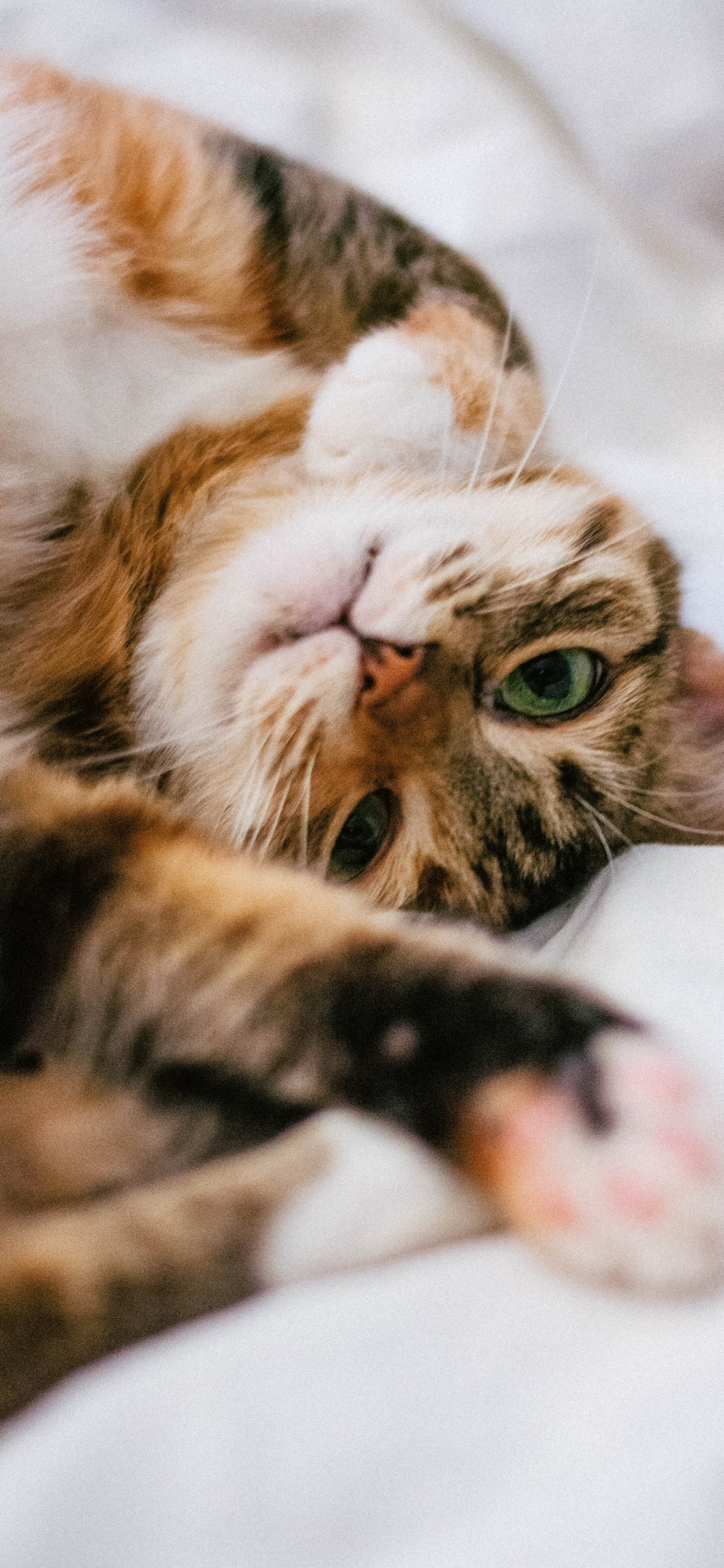 Обои бакенбарды, кот, глаз, кошачьих, кошки малого и среднего размера в разрешении 1125x2436