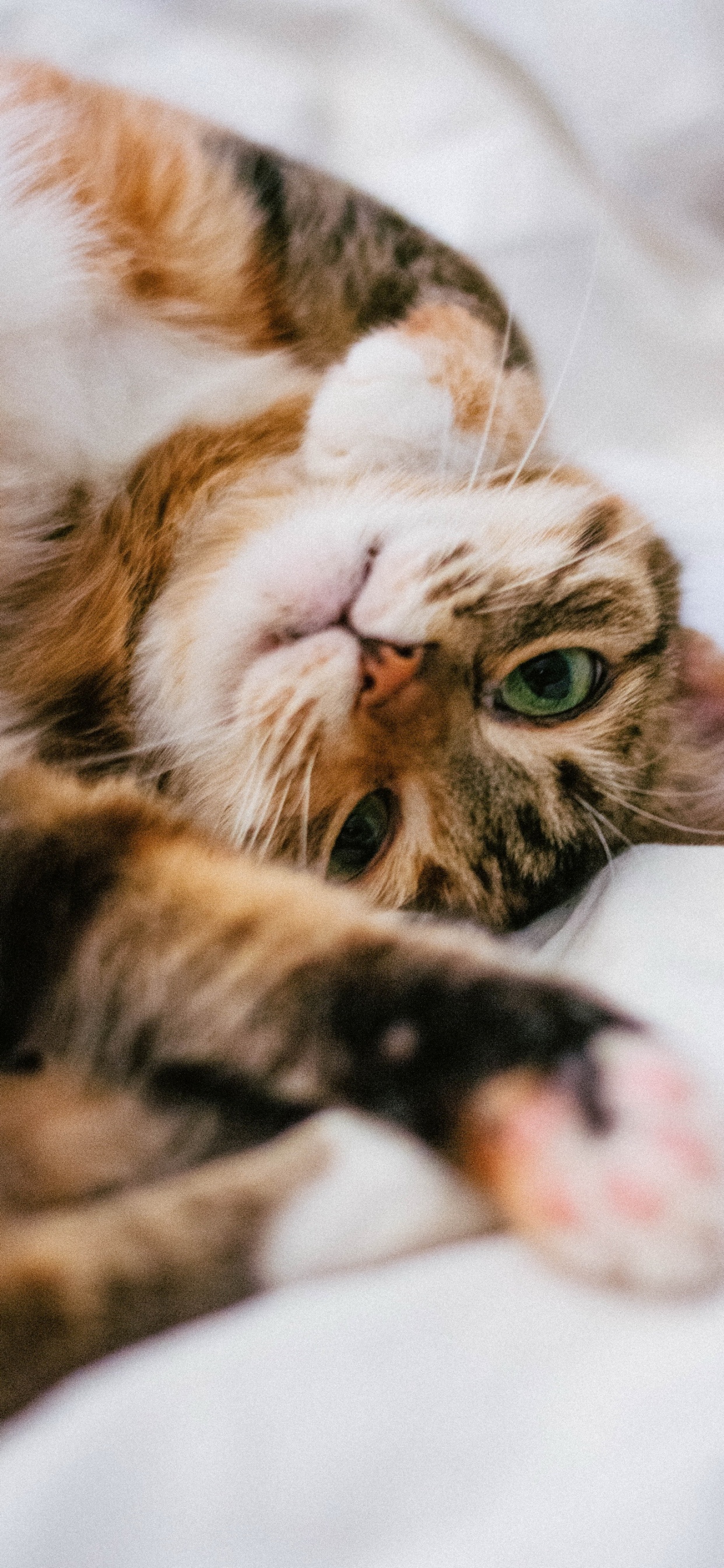 Обои бакенбарды, кот, глаз, кошачьих, кошки малого и среднего размера в разрешении 1242x2688