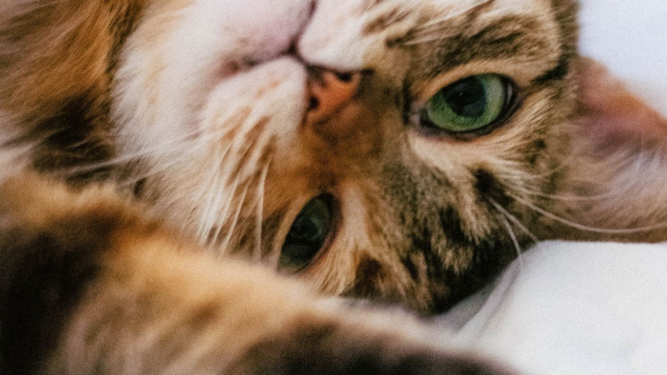 Обои бакенбарды, кот, глаз, кошачьих, кошки малого и среднего размера в разрешении 1366x768