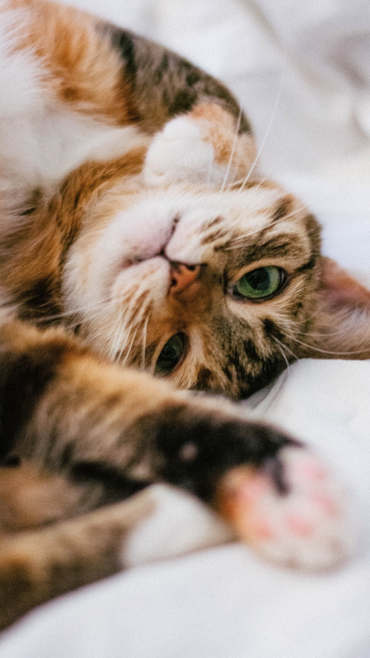 Обои бакенбарды, кот, глаз, кошачьих, кошки малого и среднего размера в разрешении 1440x2560