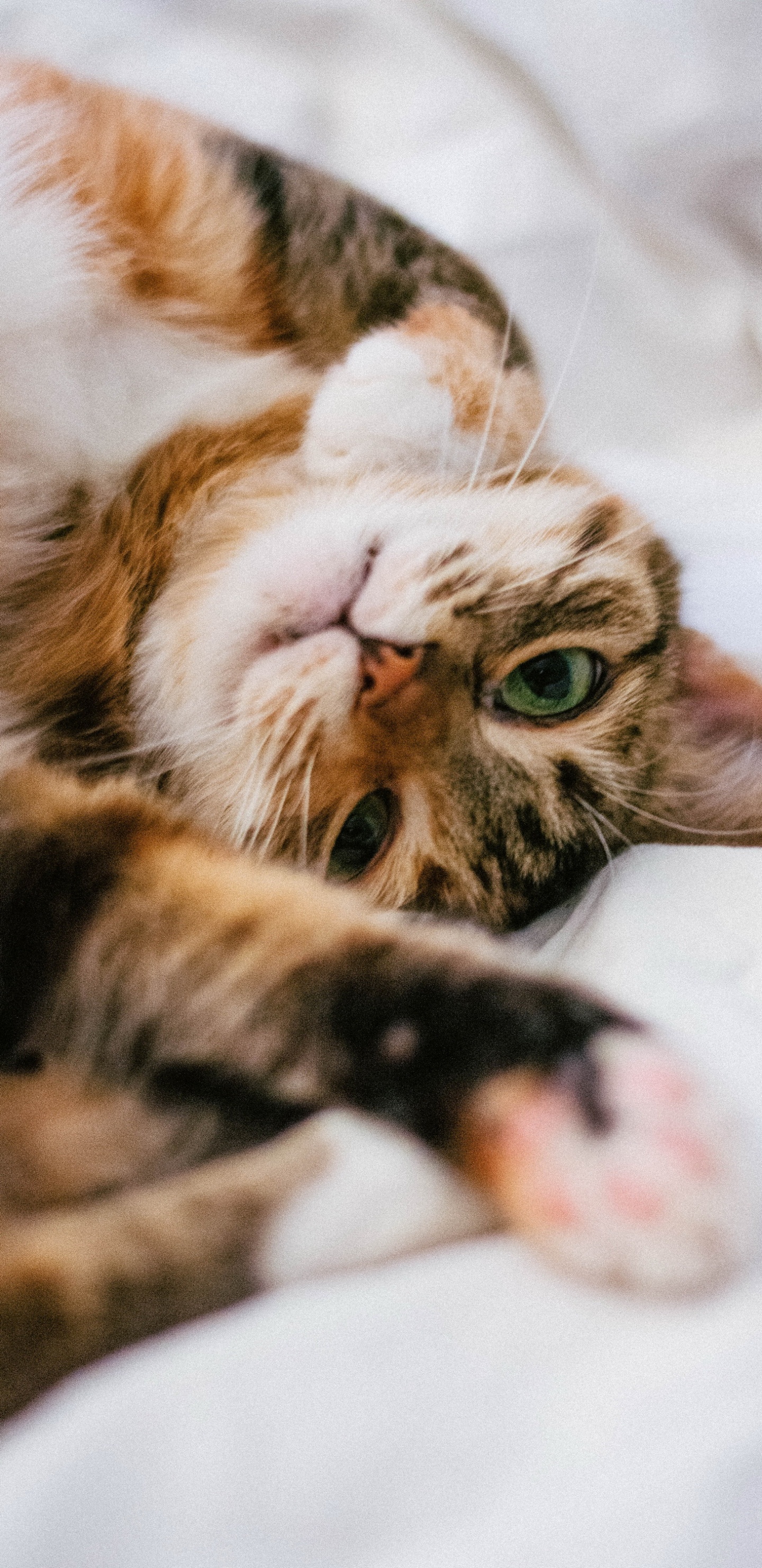 Обои бакенбарды, кот, глаз, кошачьих, кошки малого и среднего размера в разрешении 1440x2960