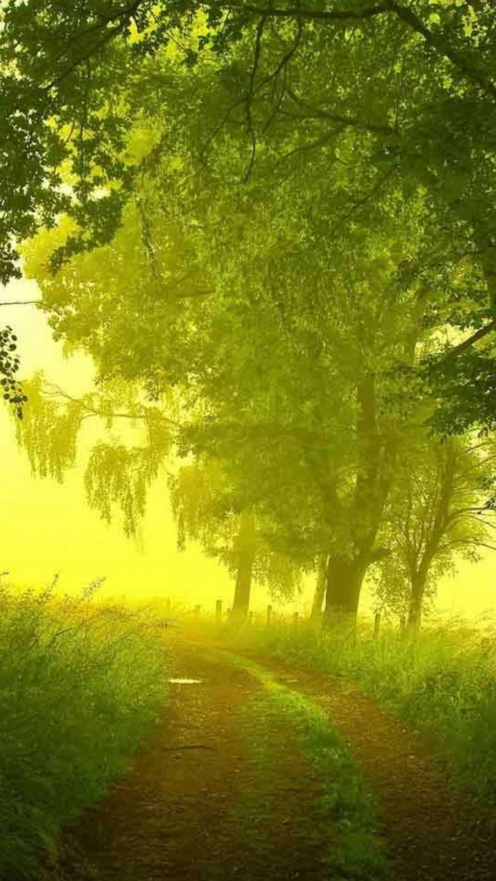 Обои летнее утро, утро, лето, природа, зеленый в разрешении 720x1280