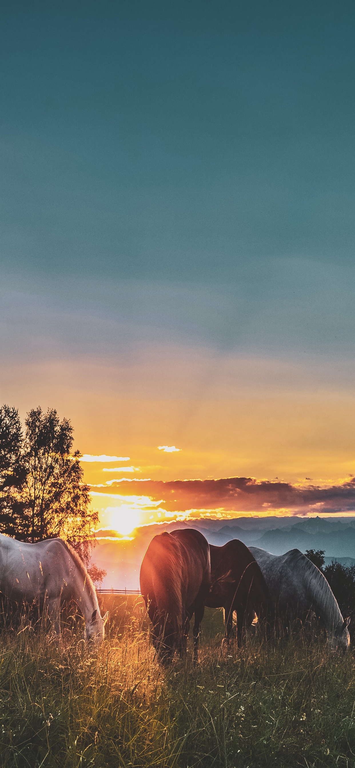 Обои облако, атмосфера, растение, экорегион, природный ландшафт в разрешении 1242x2688