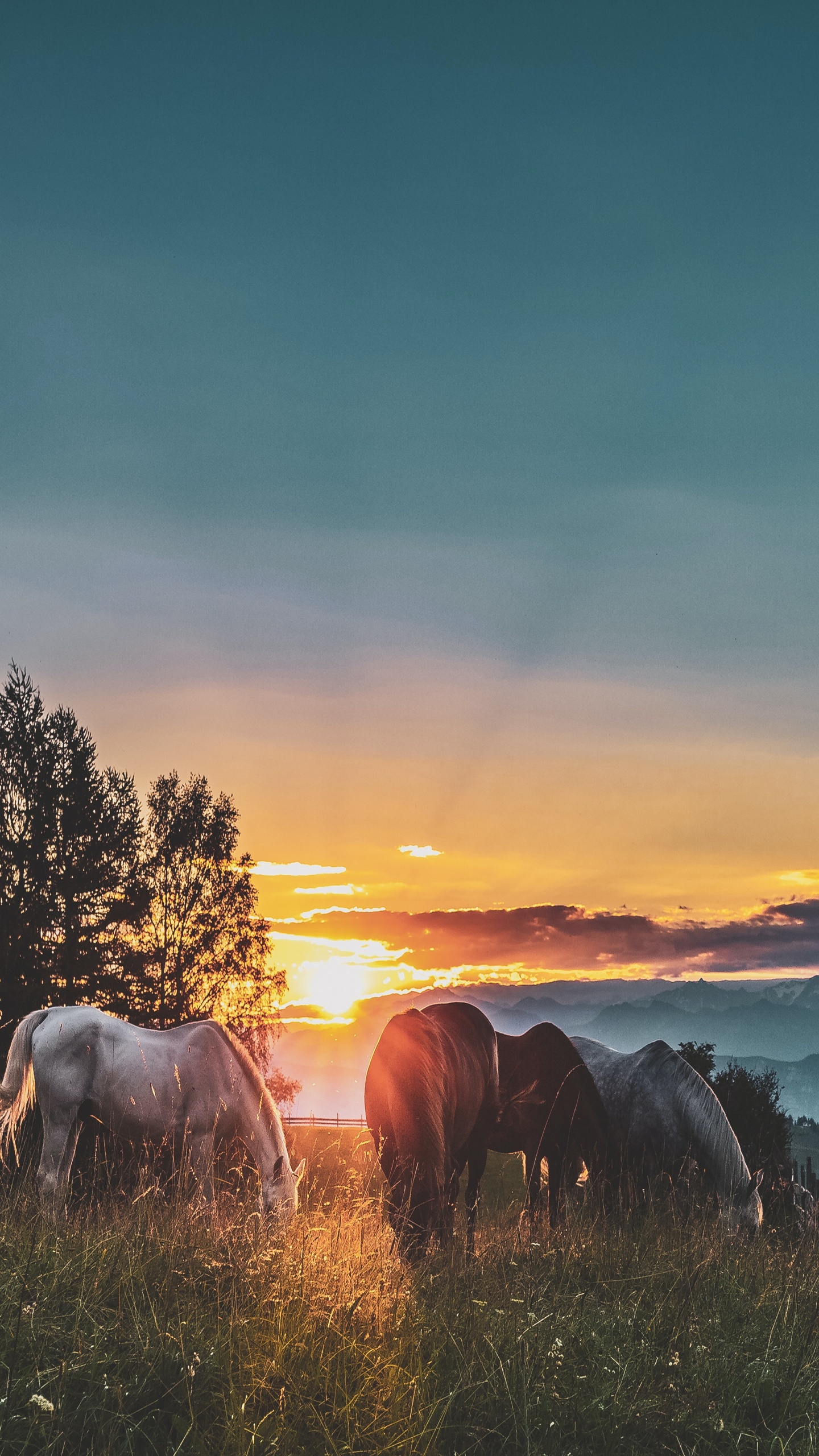 Обои облако, атмосфера, растение, экорегион, природный ландшафт в разрешении 1440x2560