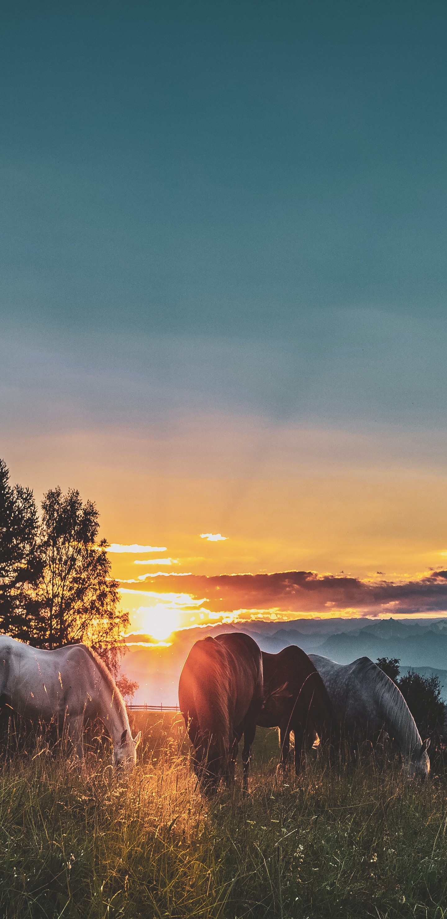 Обои облако, атмосфера, растение, экорегион, природный ландшафт в разрешении 1440x2960