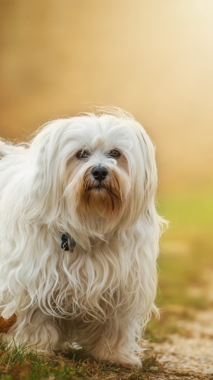 Обои Гаванская болонка, щенок, мальтезе собаки, собака породы, порода в разрешении 720x1280