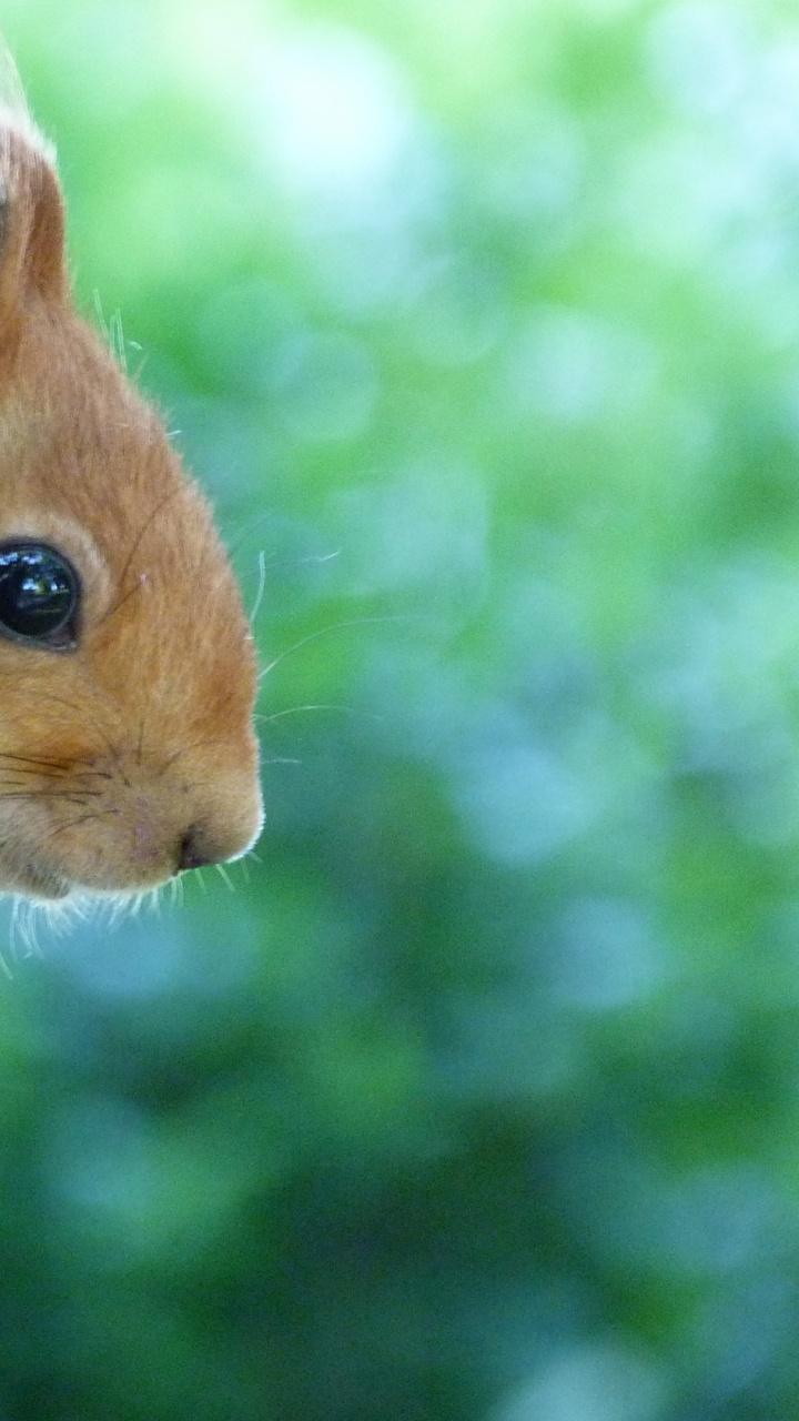Обои грызун, белка, рыжая белка в разрешении 720x1280