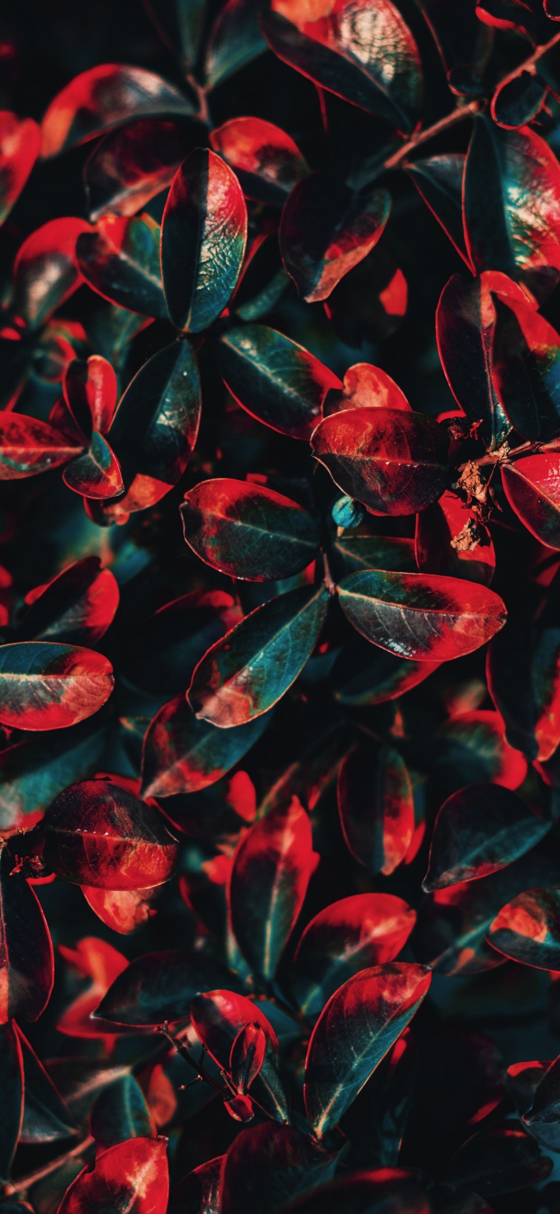 Обои Флора, лист, цветной, цветовая схема, красный цвет в разрешении 1125x2436