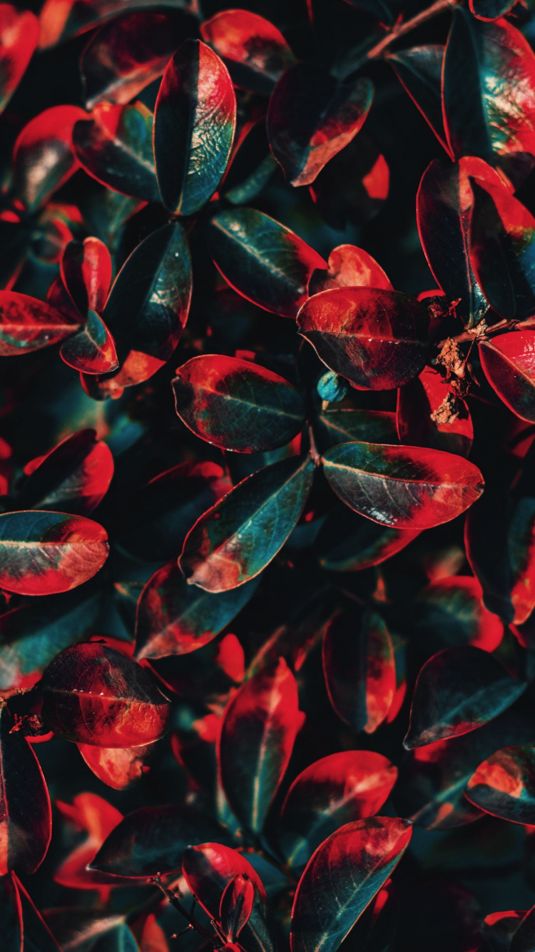 Обои Флора, лист, цветной, цветовая схема, красный цвет в разрешении 750x1334
