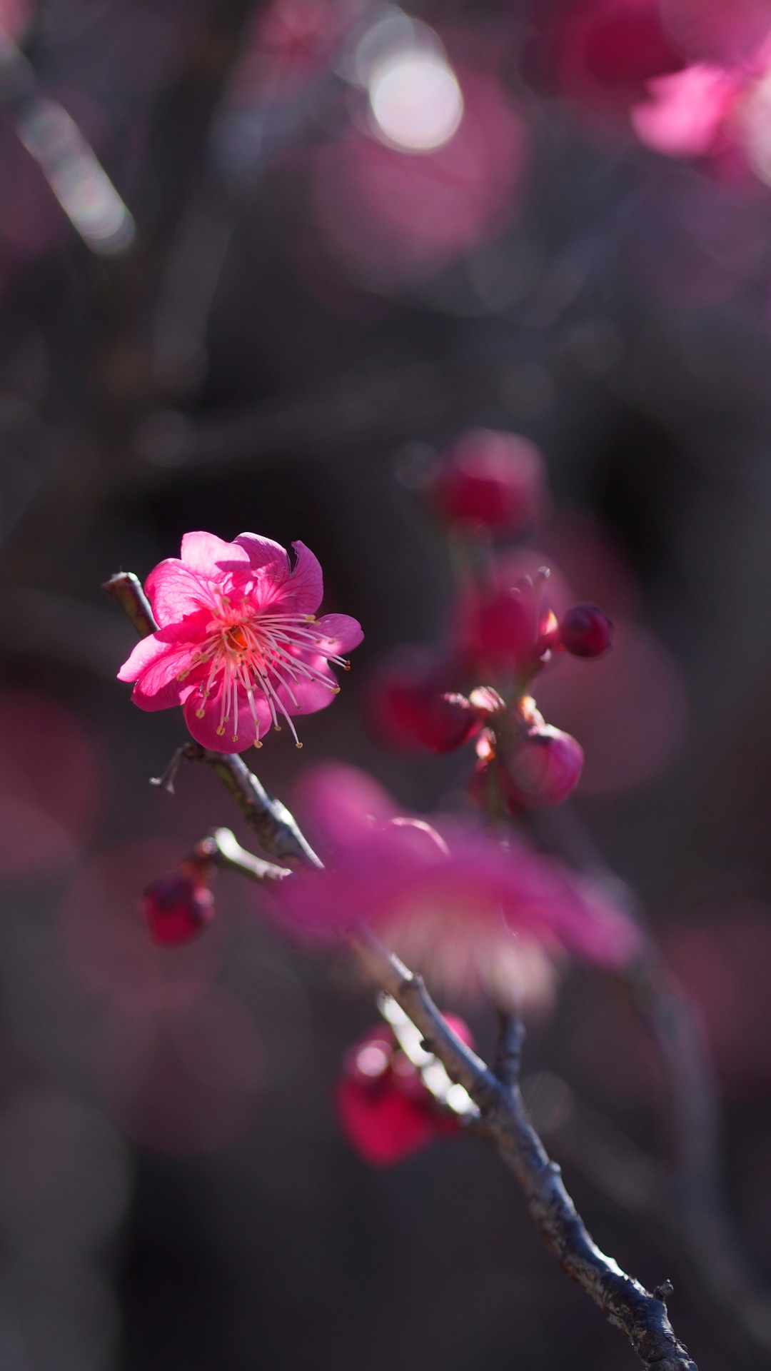 Обои цветок, цветковое растение, розовый, красный цвет, весна в разрешении 1080x1920