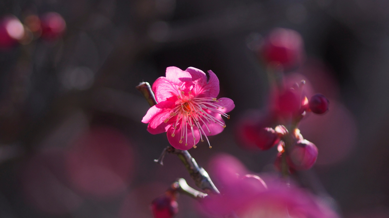 Обои цветок, цветковое растение, розовый, красный цвет, весна в разрешении 1280x720