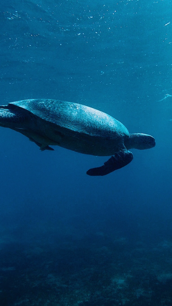 Обои морская черепаха, вода, подземные воды, Оливковое Ридли морских черепах, морская биология в разрешении 720x1280