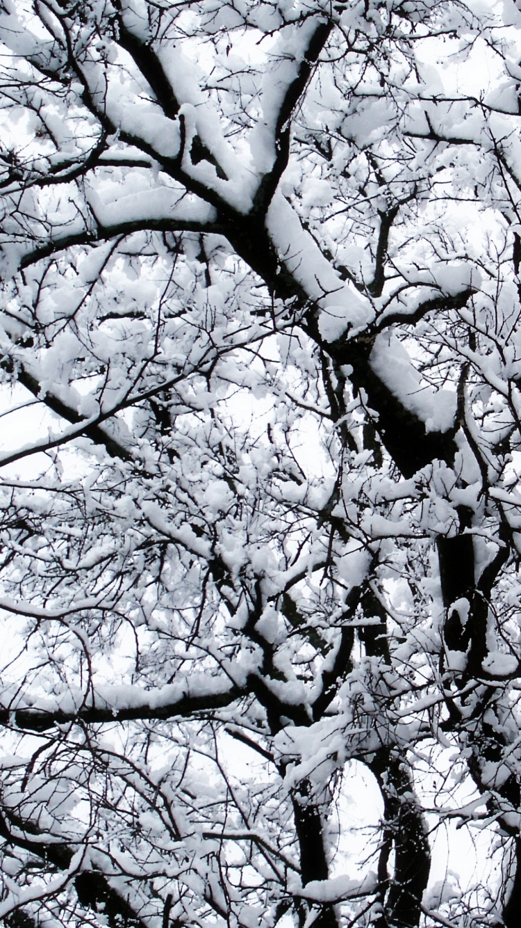 Обои дерево, ветвь, древесные растения, прут, деревянистые растения в разрешении 750x1334