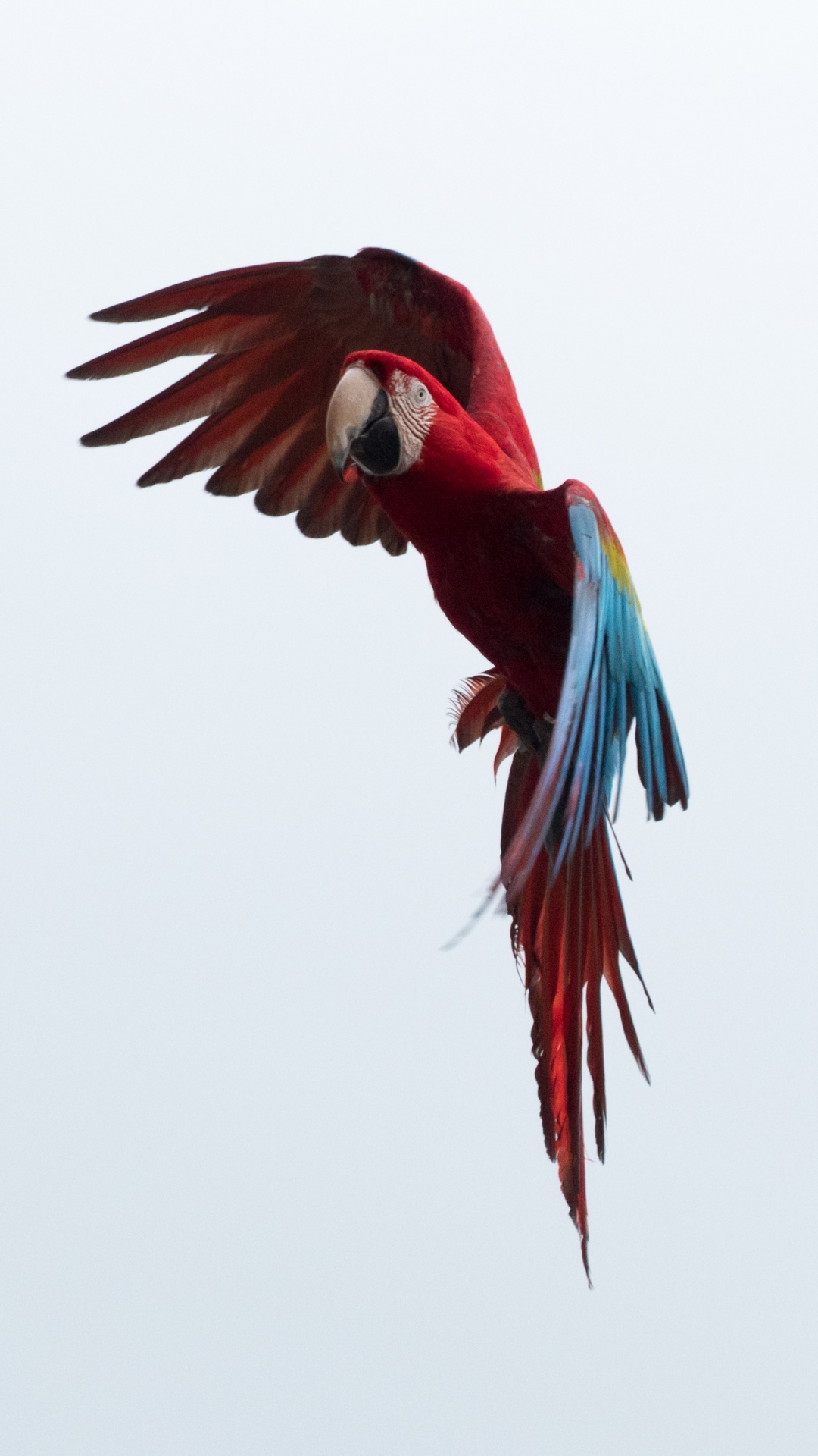 Обои Ара, клюв, попугай, птица, крыло в разрешении 1080x1920