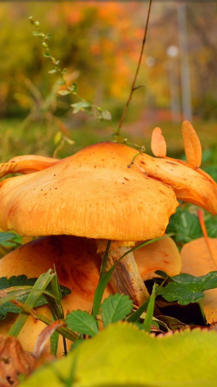 Обои лист, съедобный гриб, лекарственный гриб, копеечные плюшки, bmw в разрешении 720x1280