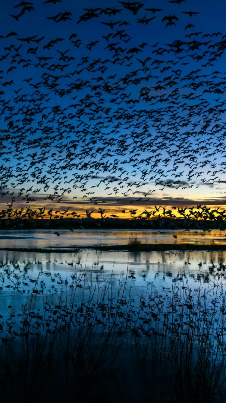 Обои природа, синий, вода, отражение, природный ландшафт в разрешении 750x1334