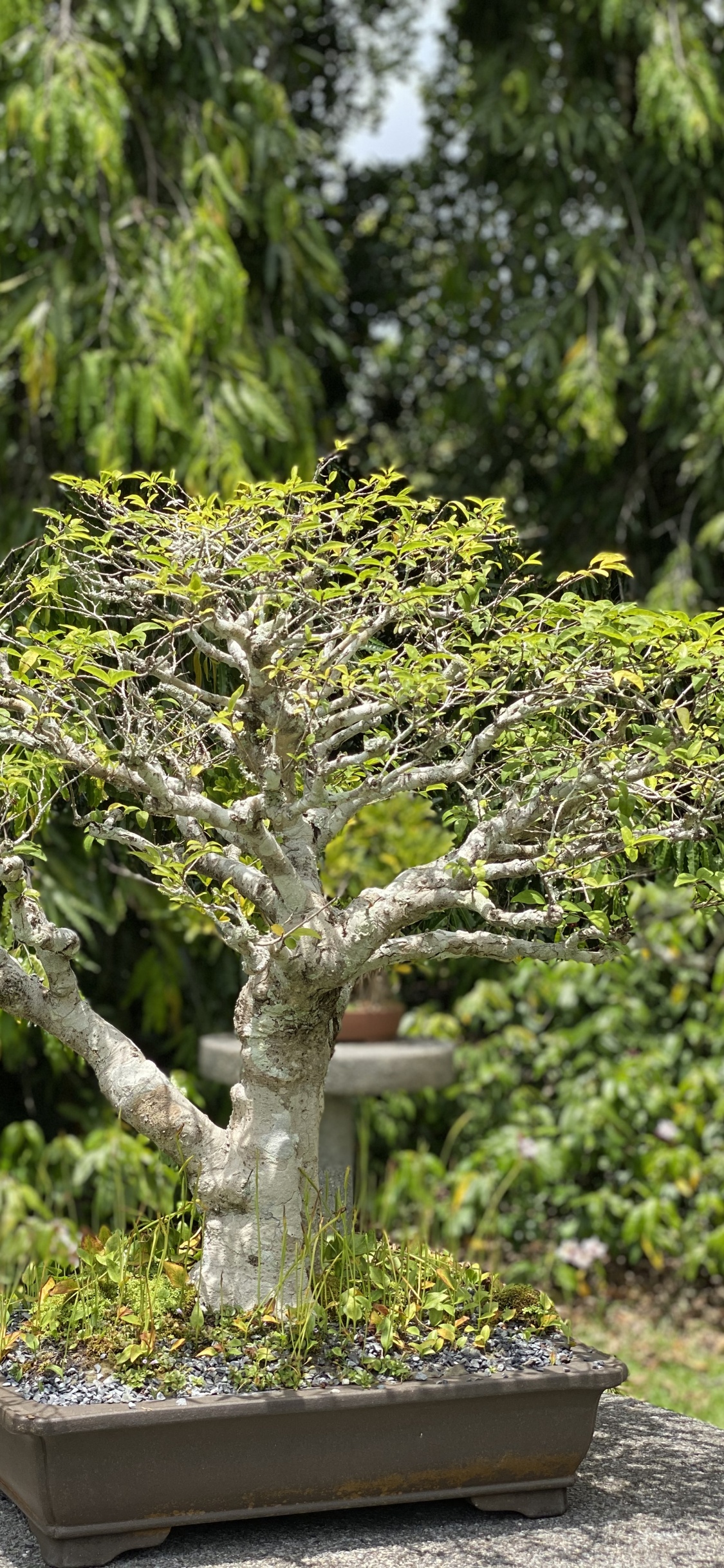 Обои дерево, китайская сладкая слива, бонсай, цветочный горшок, древесные растения в разрешении 1125x2436