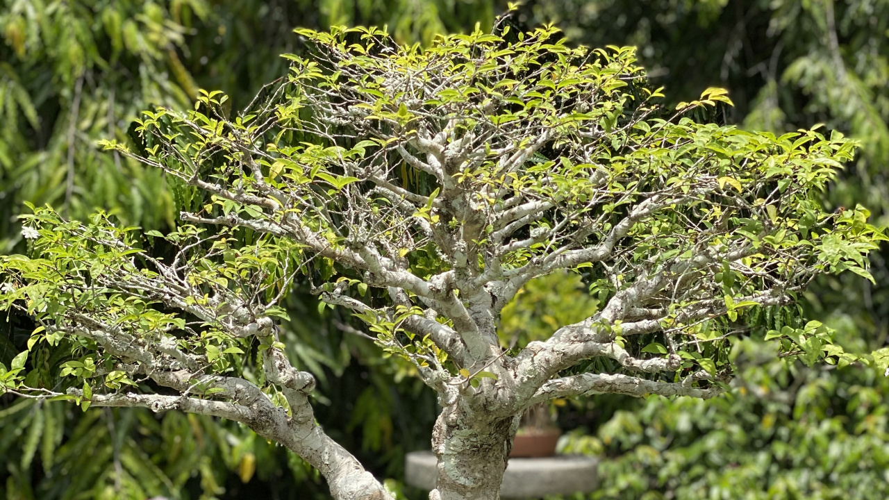 Обои дерево, китайская сладкая слива, бонсай, цветочный горшок, древесные растения в разрешении 1280x720