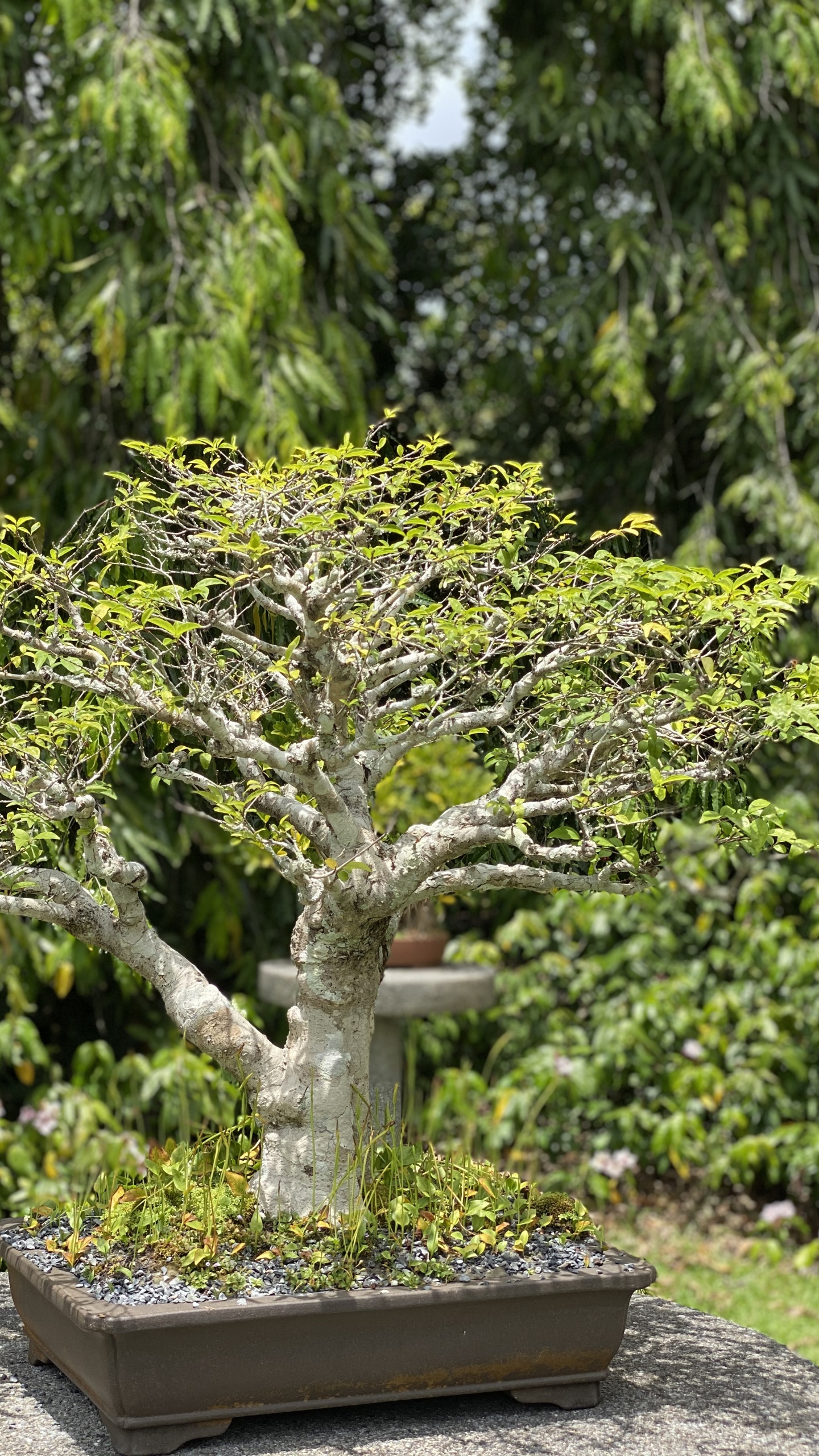 Обои дерево, китайская сладкая слива, бонсай, цветочный горшок, древесные растения в разрешении 1440x2560