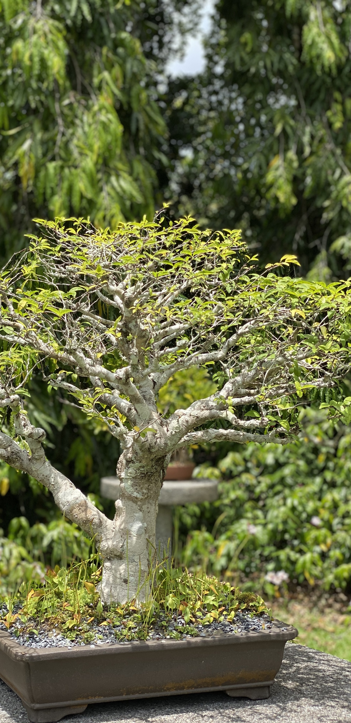 Обои дерево, китайская сладкая слива, бонсай, цветочный горшок, древесные растения в разрешении 1440x2960