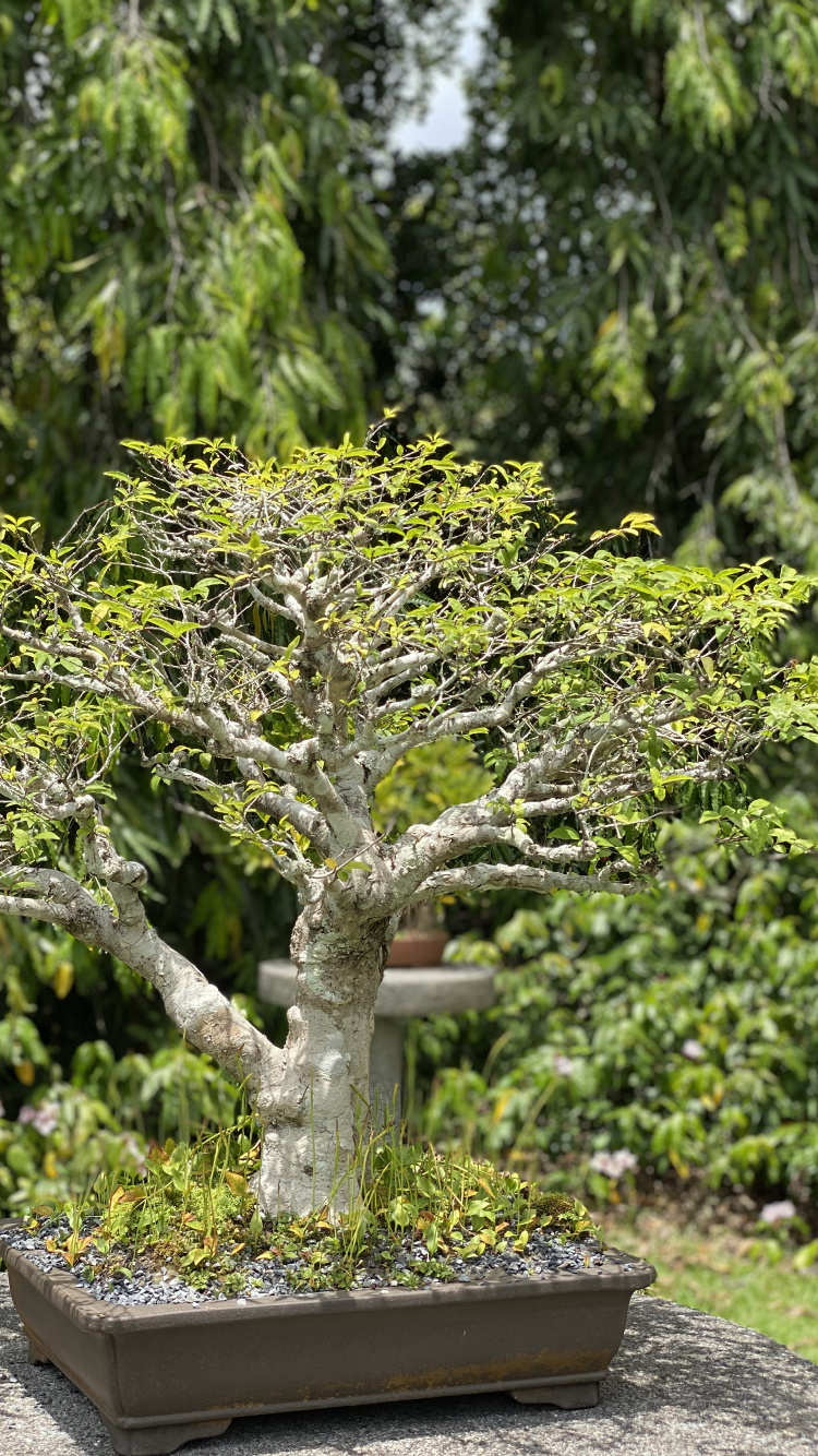 Обои дерево, китайская сладкая слива, бонсай, цветочный горшок, древесные растения в разрешении 750x1334