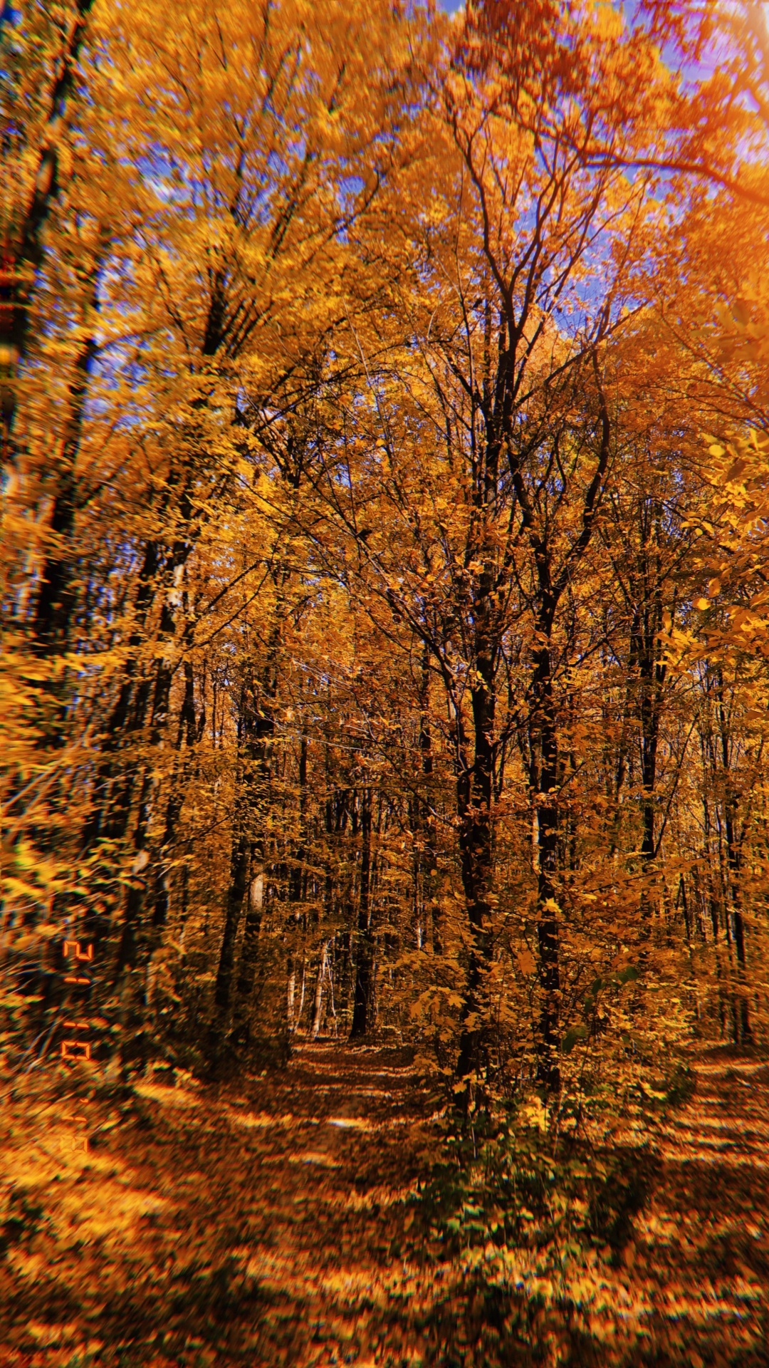 Обои природа, растительность, листопадные, ветвь, окружающая среда в разрешении 1080x1920