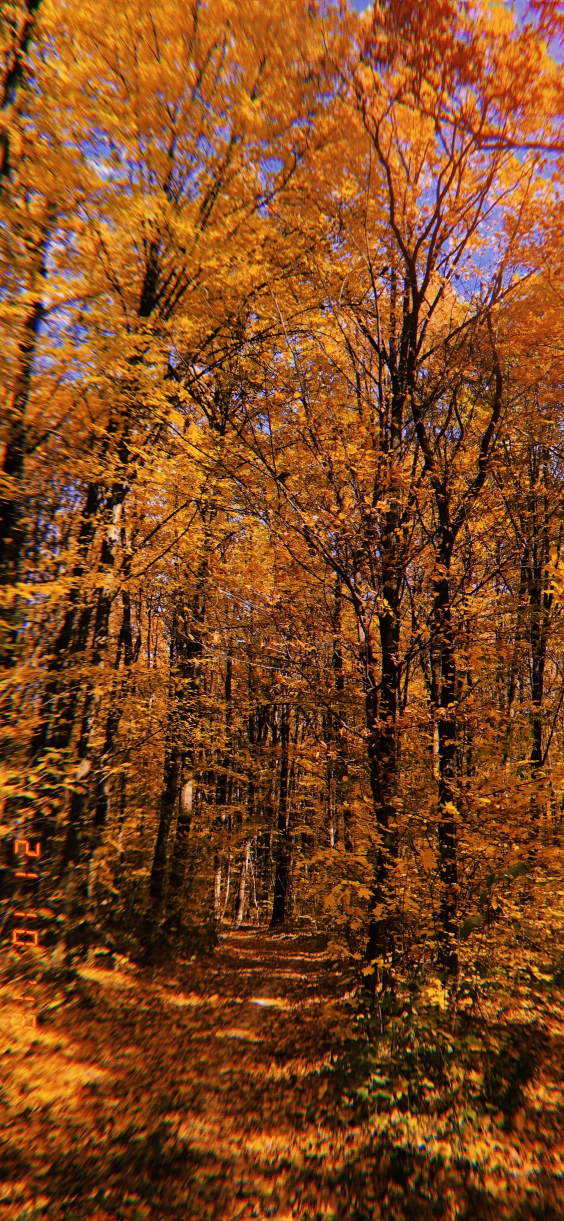 Обои природа, растительность, листопадные, ветвь, окружающая среда в разрешении 1125x2436