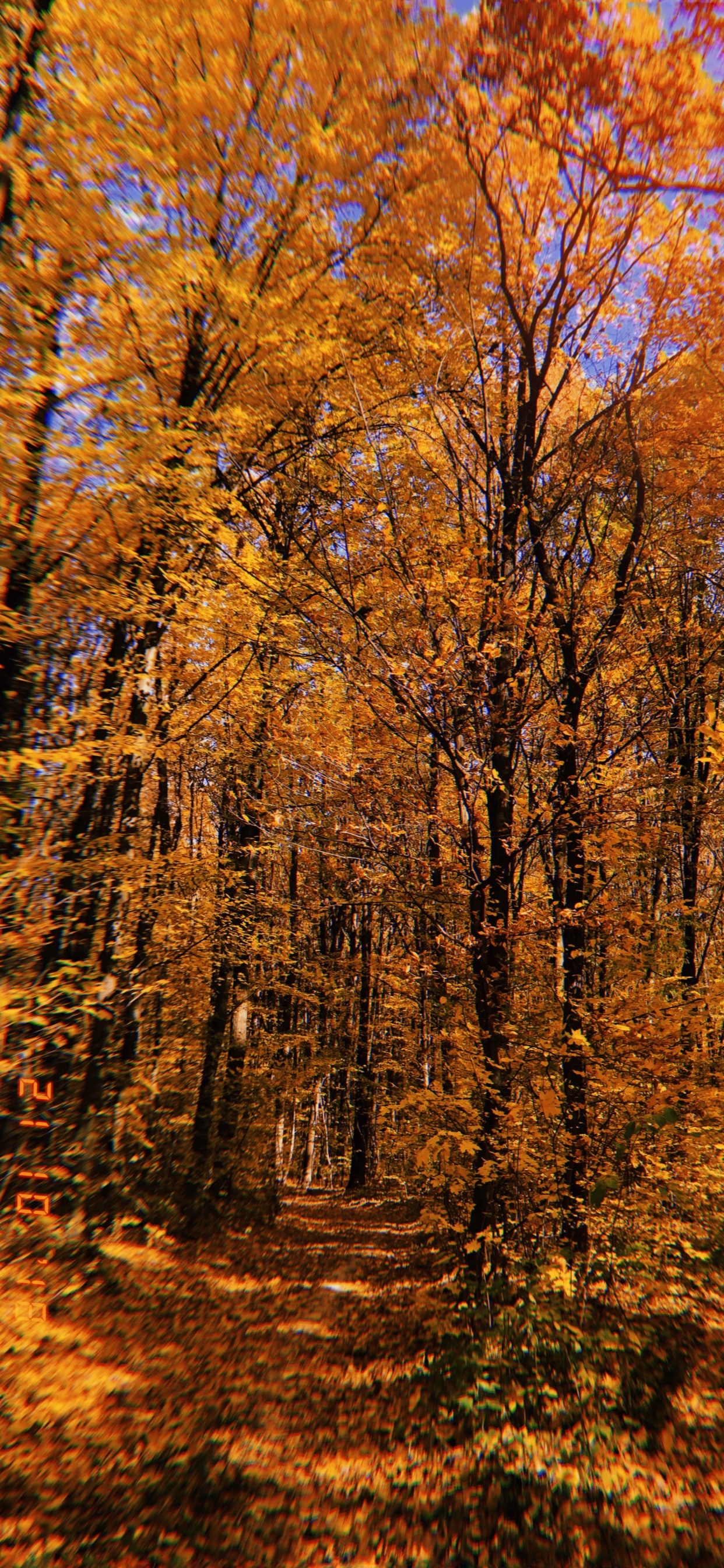 Обои природа, растительность, листопадные, ветвь, окружающая среда в разрешении 1242x2688