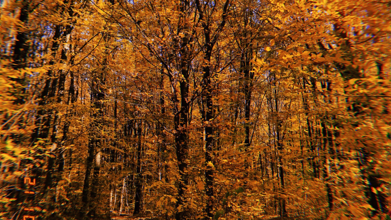 Обои природа, растительность, листопадные, ветвь, окружающая среда в разрешении 1280x720