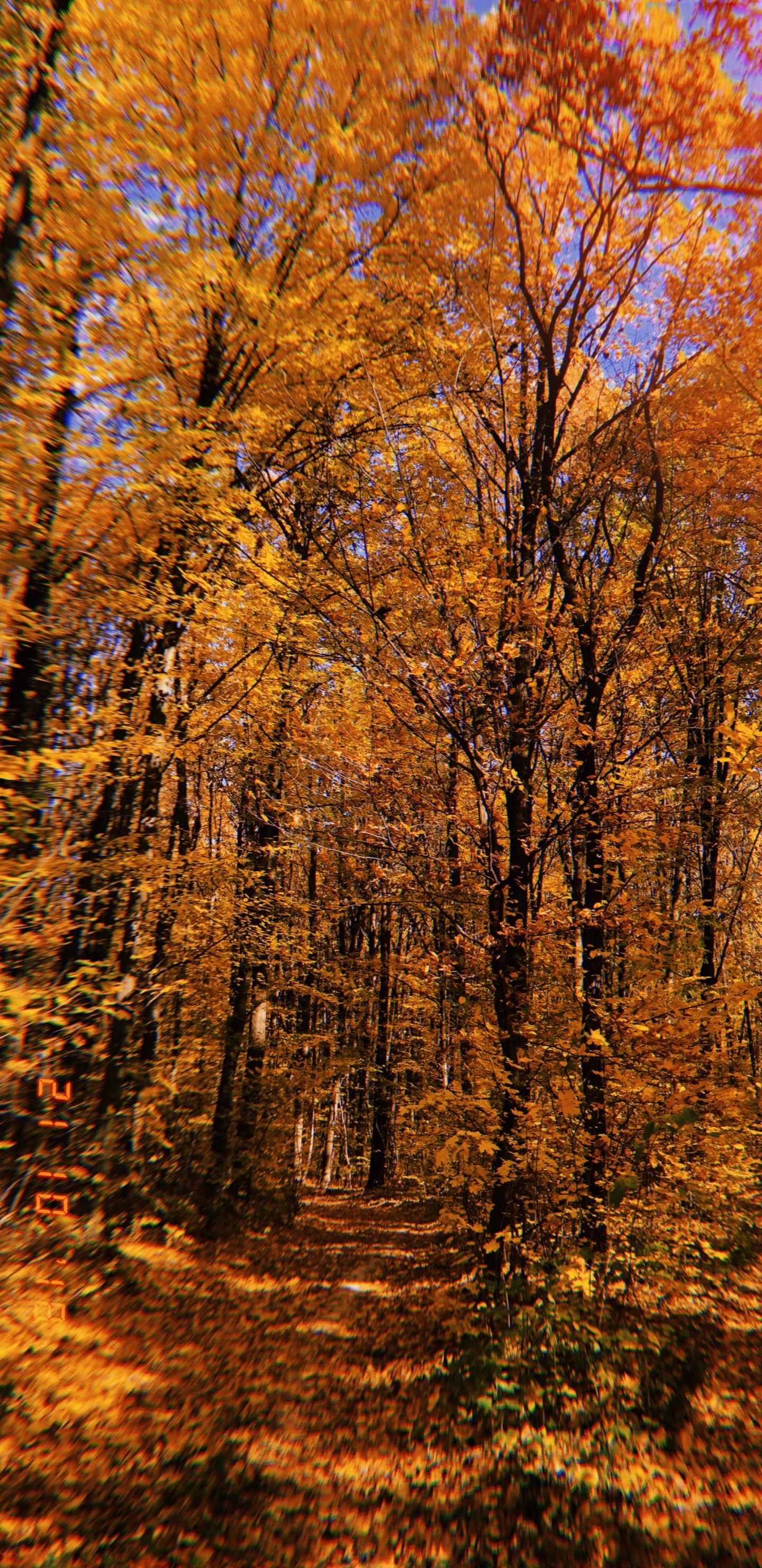 Обои природа, растительность, листопадные, ветвь, окружающая среда в разрешении 1440x2960