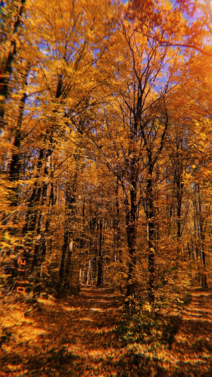 Обои природа, растительность, листопадные, ветвь, окружающая среда в разрешении 720x1280